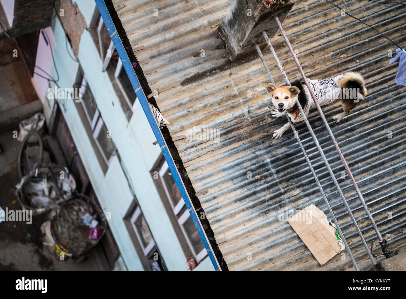 Hund auf dem Dach, Kathmandu, Nepal, Asien Stockfoto