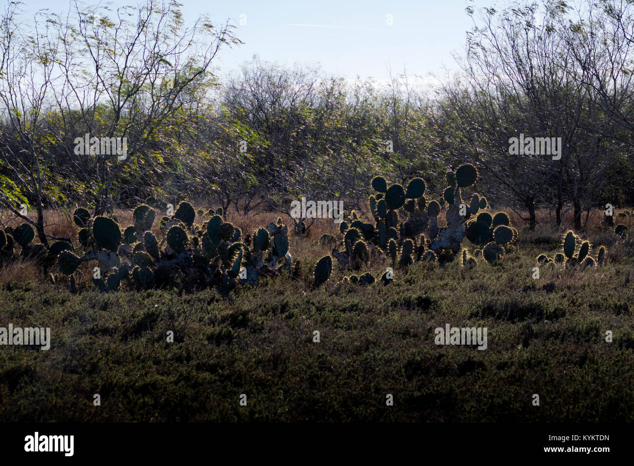 Salzvorkommen, thornscrub und Cactus Umgebung La Sal Del Rey in Hidalgo County, Texas, USA. Der See war die primäre Quelle von Salz für Indigineous Stockfoto