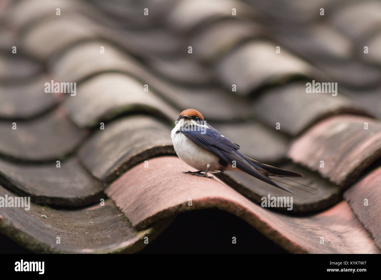 Ein Draht-tailed Swallow auf einem Dach in Arusha, Tansania Stockfoto