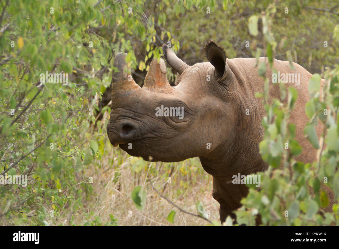 Eine heute erloschenen Western Black Rhino in Tansania Stockfoto