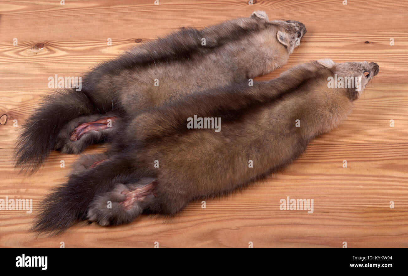 Felle von bargusin Sable. Wild Pelze gefangen durch die kommerzielle Jagd in der sibirischen Taiga Stockfoto