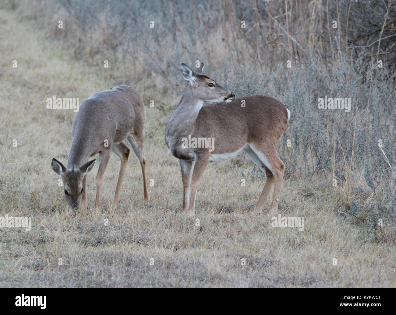 Zwei Skittish Rotwild in Texas Stockfoto