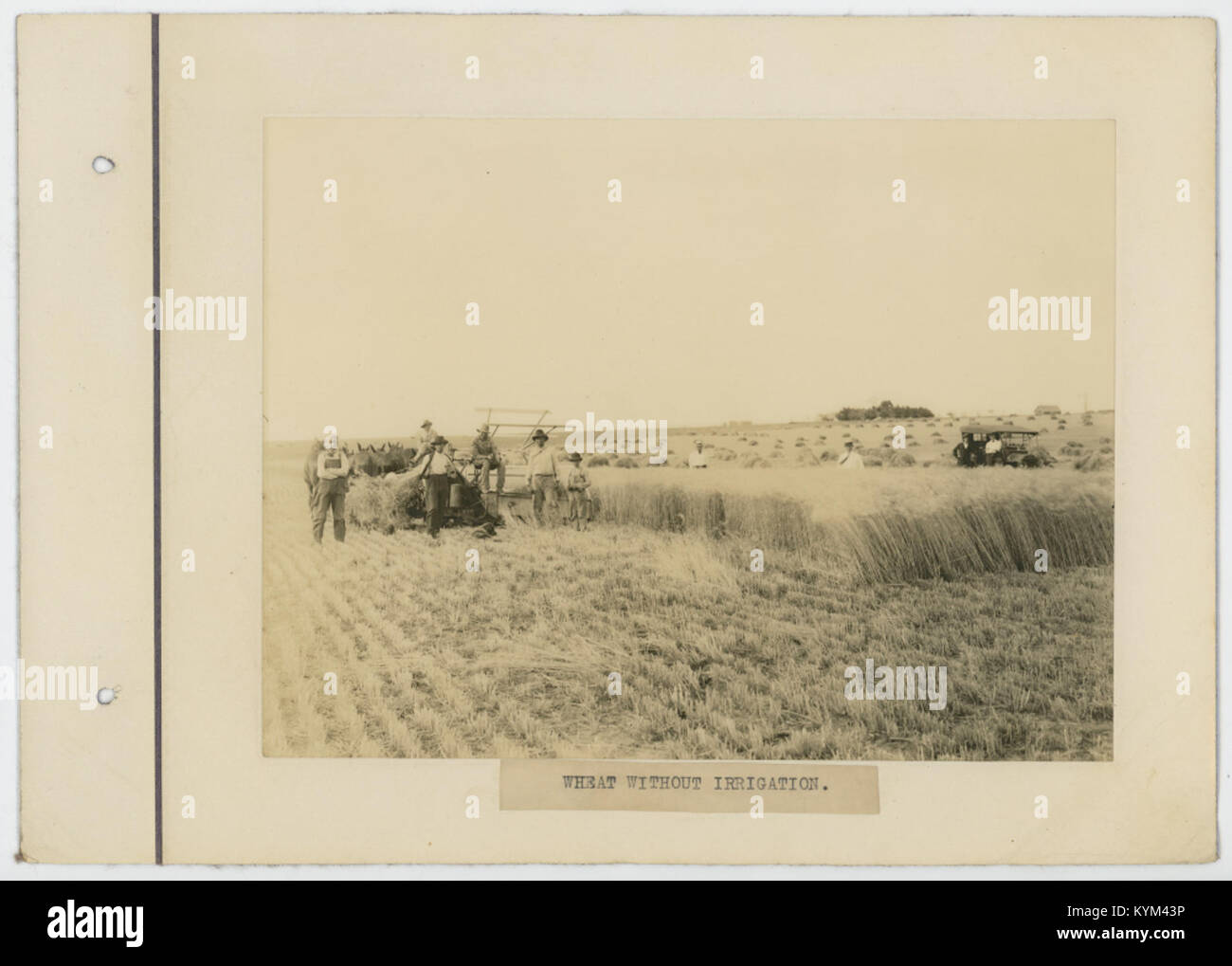 Foto mit Weizen, der ohne Bewässerung angebaut wird und eine bedeutende landwirtschaftliche Praxis hervorhebt. Das Bild zeigt die Methode der Trockenlandwirtschaft, die zum Anbau von Weizen verwendet wird. Stockfoto