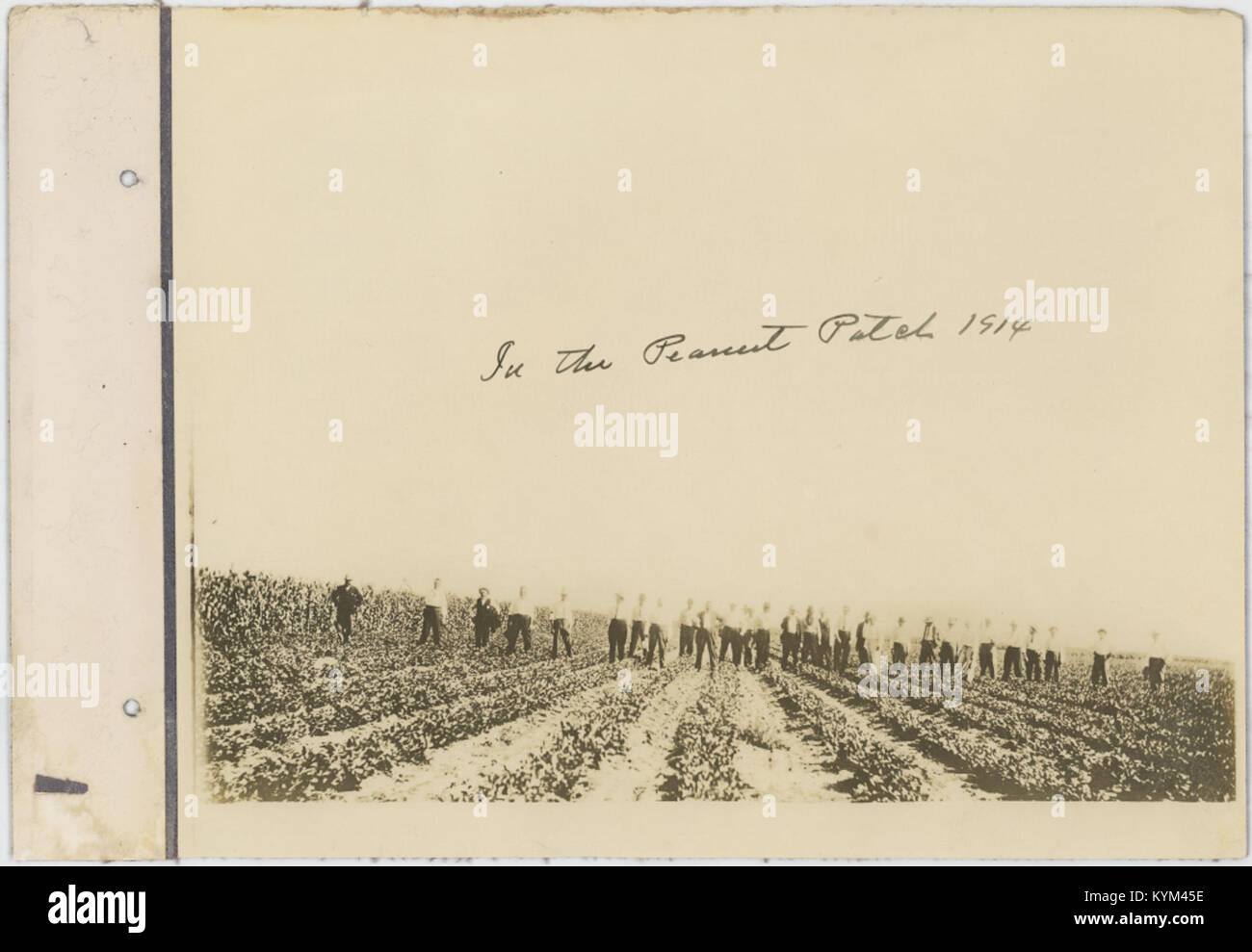 Ein Foto mit dem Titel „in the Peanut Patch“ aus dem Jahr 1914, das das landwirtschaftliche Leben und die Arbeitsbedingungen im ländlichen Amerika während des frühen 20. Jahrhunderts darstellt. Stockfoto