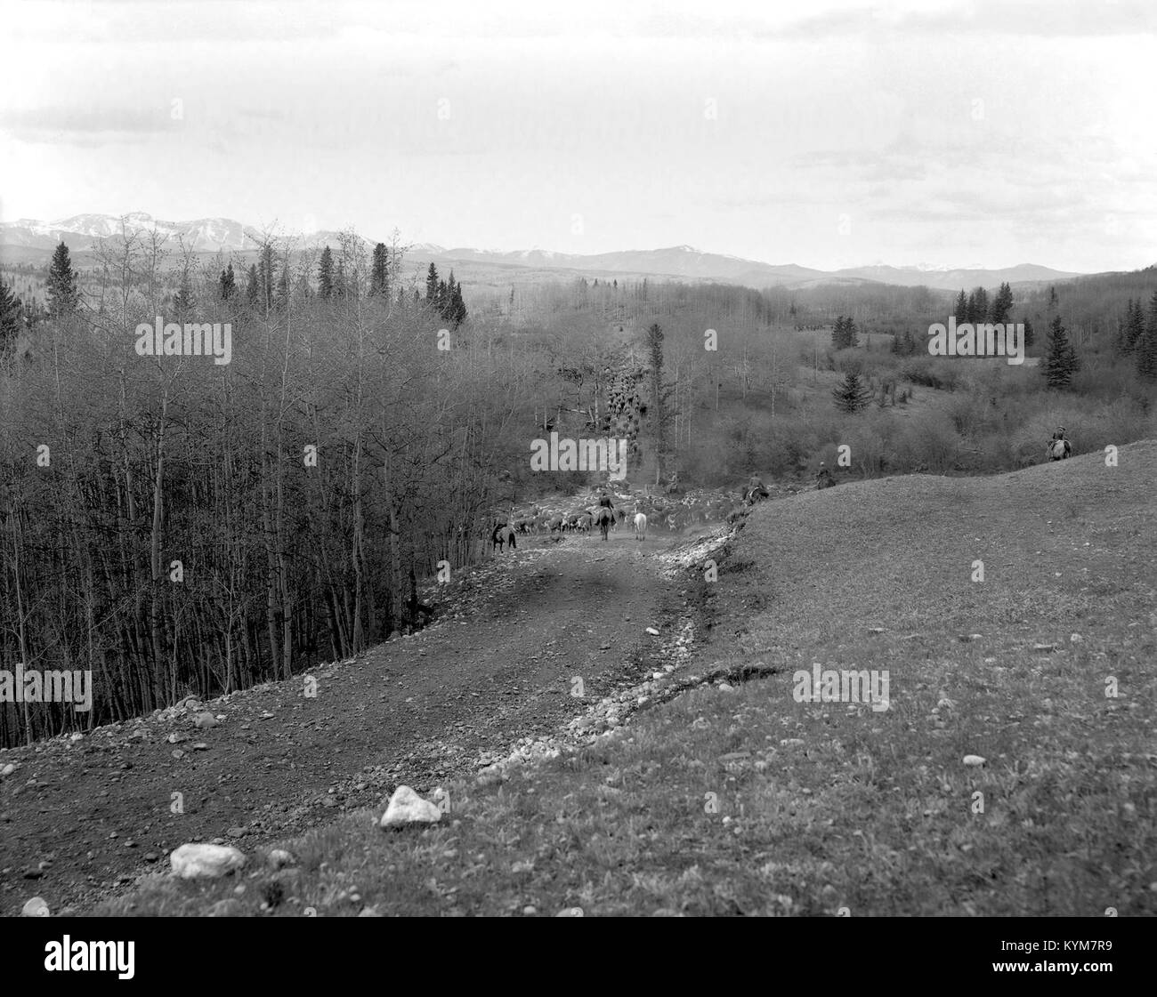 Almabtrieb auf der Clarence Copithorne Ranch, Springen Pound Creek 38109070832 o Stockfoto