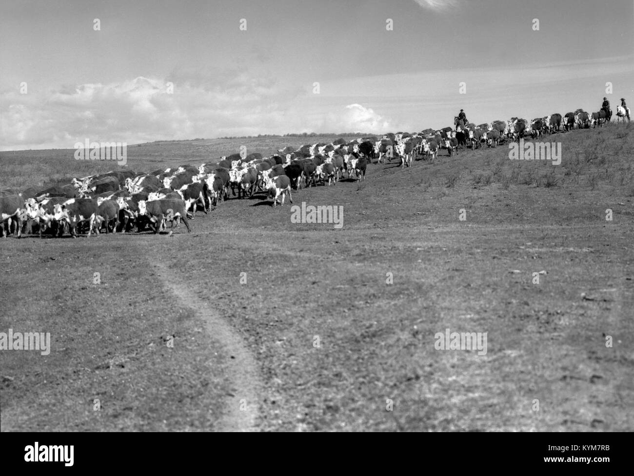 Almabtrieb auf der Clarence Copithorne Ranch, Springen Pound Creek 26364184879 o Stockfoto