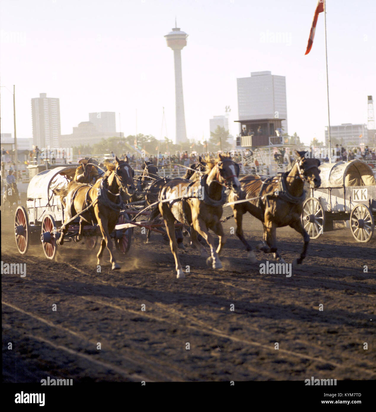 Foto der Chuckwagon-Rennen in der Calgary Stampede, die das historische Ereignis und seine Teilnehmer zeigt. Stockfoto