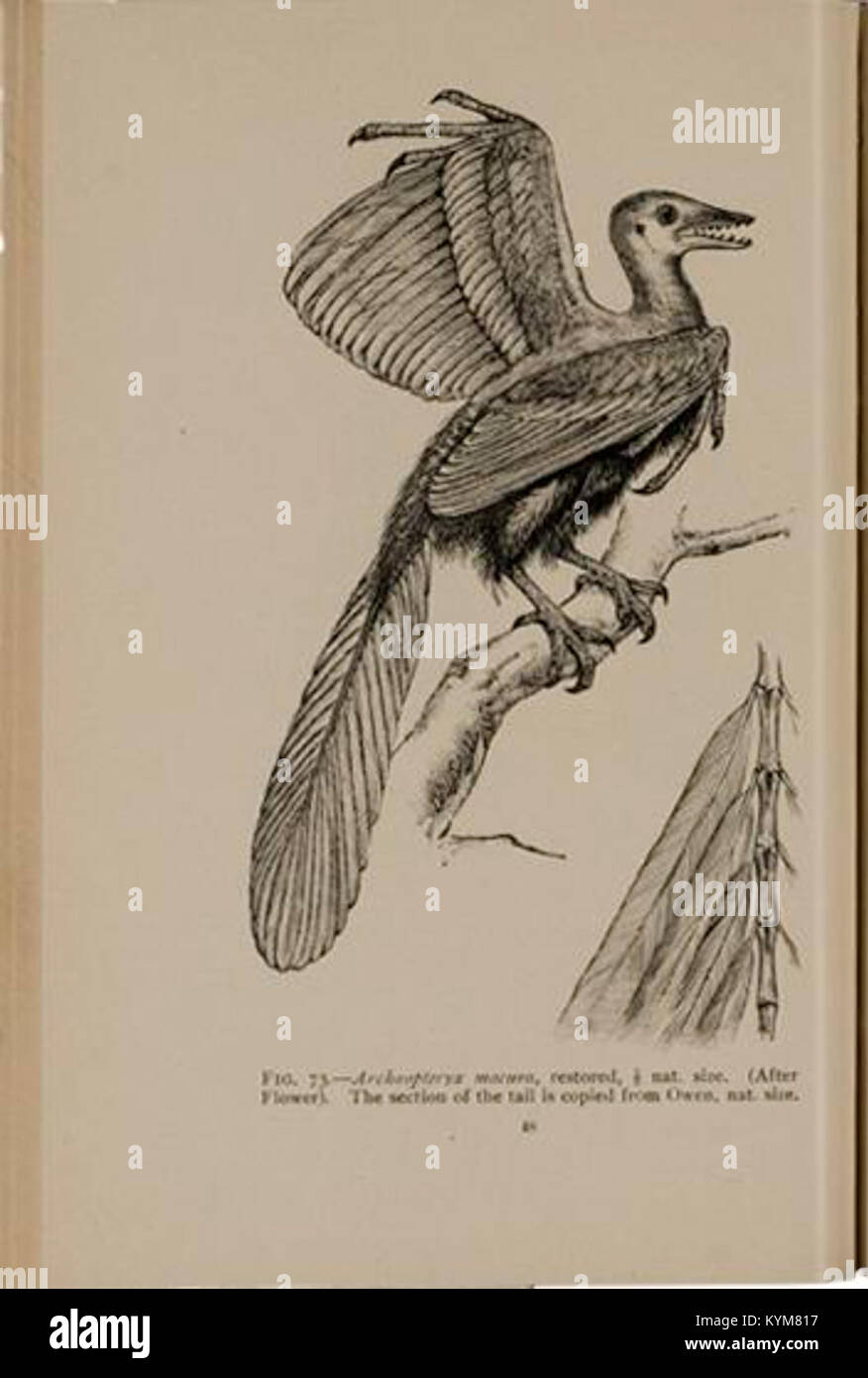 Illustration von *Archeopteryx macrura*, einem prähistorischen vogelähnlichen Dinosaurier. Das Bild zeigt das Wesen in seinem natürlichen Lebensraum und unterstreicht seine Bedeutung für die Evolution des Fluges. Stockfoto