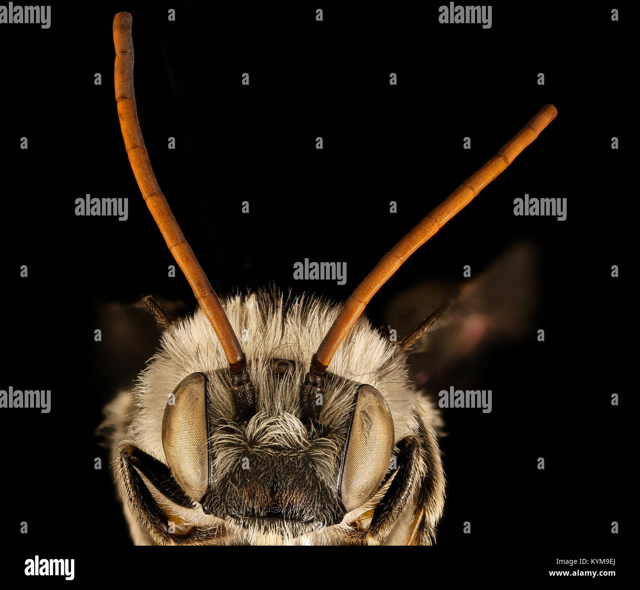 Eine Nahaufnahme der Melissodes apicata, einer Bienenart aus dem Middlesex County, Massachusetts. Das Bild hebt das Gesicht des Insekts hervor, erfasst Details seiner Merkmale und trägt zur entomologischen Forschung bei. Stockfoto