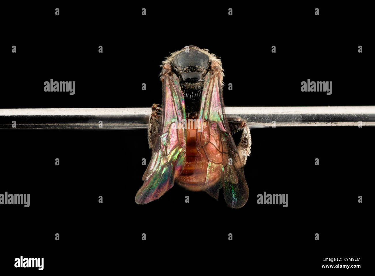 Eine Illustration der Art Sphecodes antennariae, einer Bienenart, die die Rückansicht zeigt, aufgenommen 2014 in Cecil County, Maryland. Das Bild ist Teil einer historischen Taxonomie-Sammlung. Stockfoto