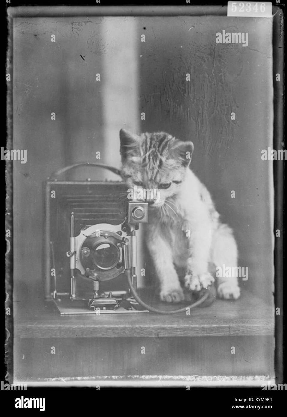 Ein historisches Foto aus State Records NSW, mit einer alten Kamera mit einem niedlichen Kätzchen. Dieses Schwarzweiß-Bild fängt die charmante und nostalgische Essenz der frühen Fotografie ein. Stockfoto