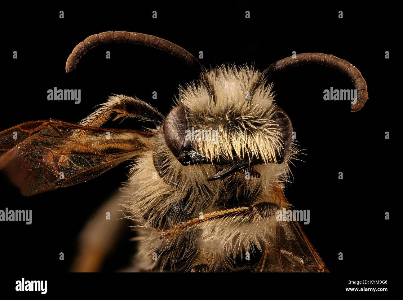 Andrena pruni, m, vorne, Frederick Co, MD 2017-03 -09-1303 36430276652 o Stockfoto