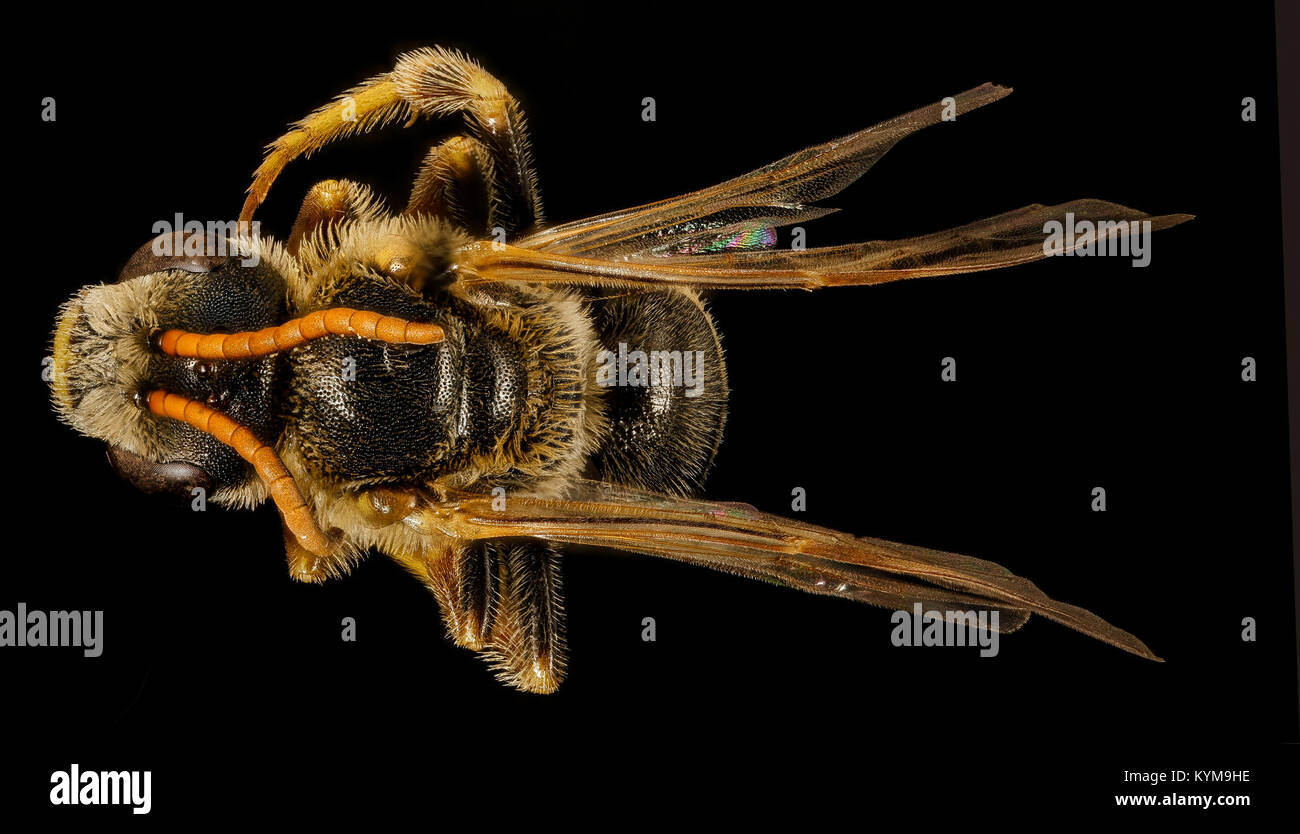 Halictus Ligatus, m zurück, Zentrum Co, PA 2017-04-07-1710 35346158741 o Stockfoto