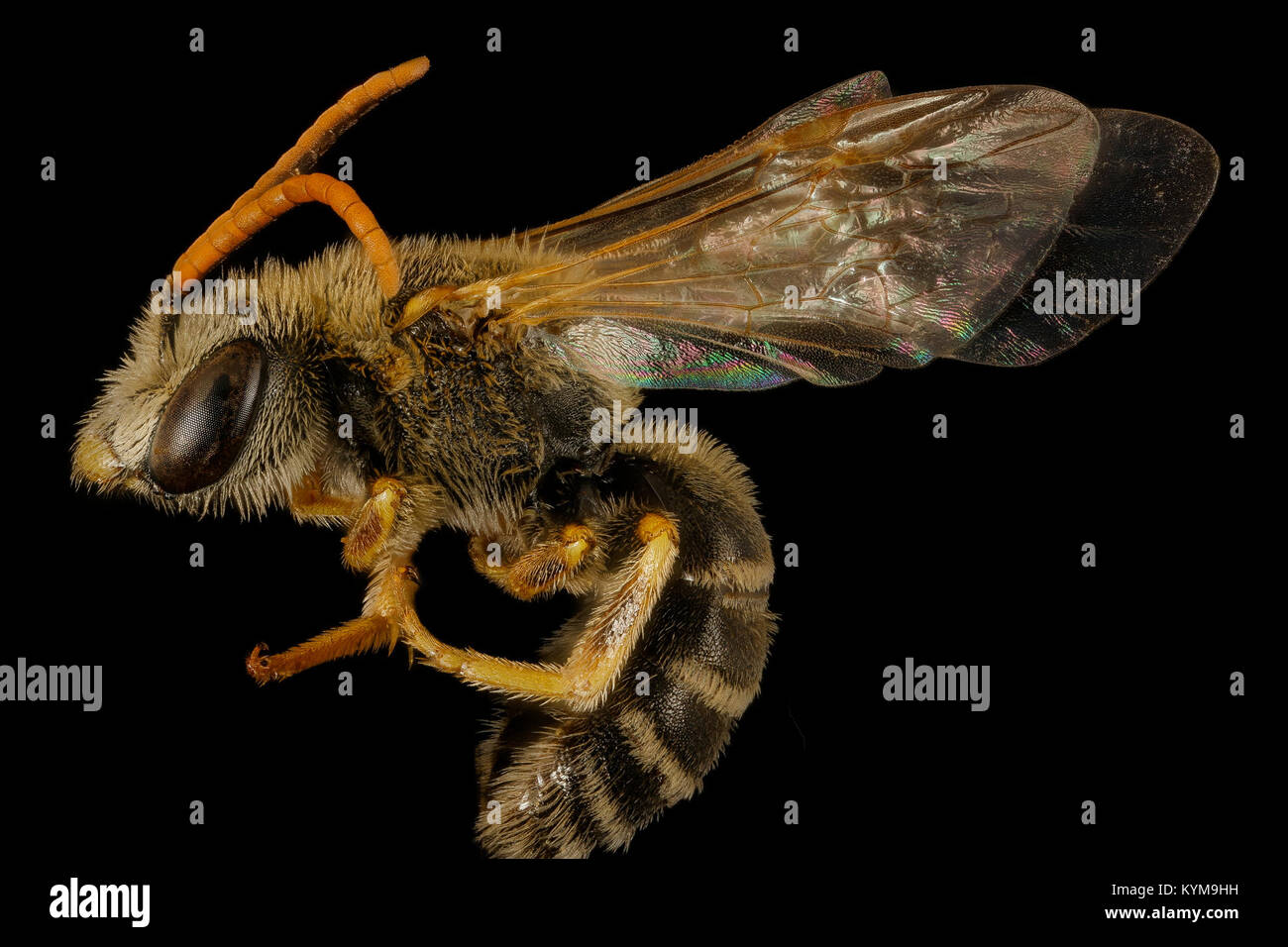 Eine männliche Halictus ligatus-Biene, fotografiert von der linken Seite im Centre County, Pennsylvania, am 7. April 2017. Die Biene gehört zur Familie der Apidae und wurde für Forschungszwecke vom USGS Bieneninventar- und Überwachungslabor erfasst. Stockfoto