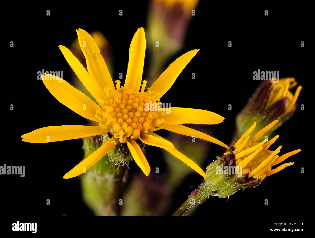 Eine Nahaufnahme von Packera aurea, allgemein bekannt als goldenes Ragwort, gefunden in Howard County, Maryland. Diese Pflanzenart ist in Nordamerika beheimatet und ist ein wichtiger Teil der lokalen Ökosysteme, da sie häufig Bestäuber wie Bienen ernährt. Das Bild ist Teil des Bieneninventar- und Überwachungsprojekts der USGS. Stockfoto