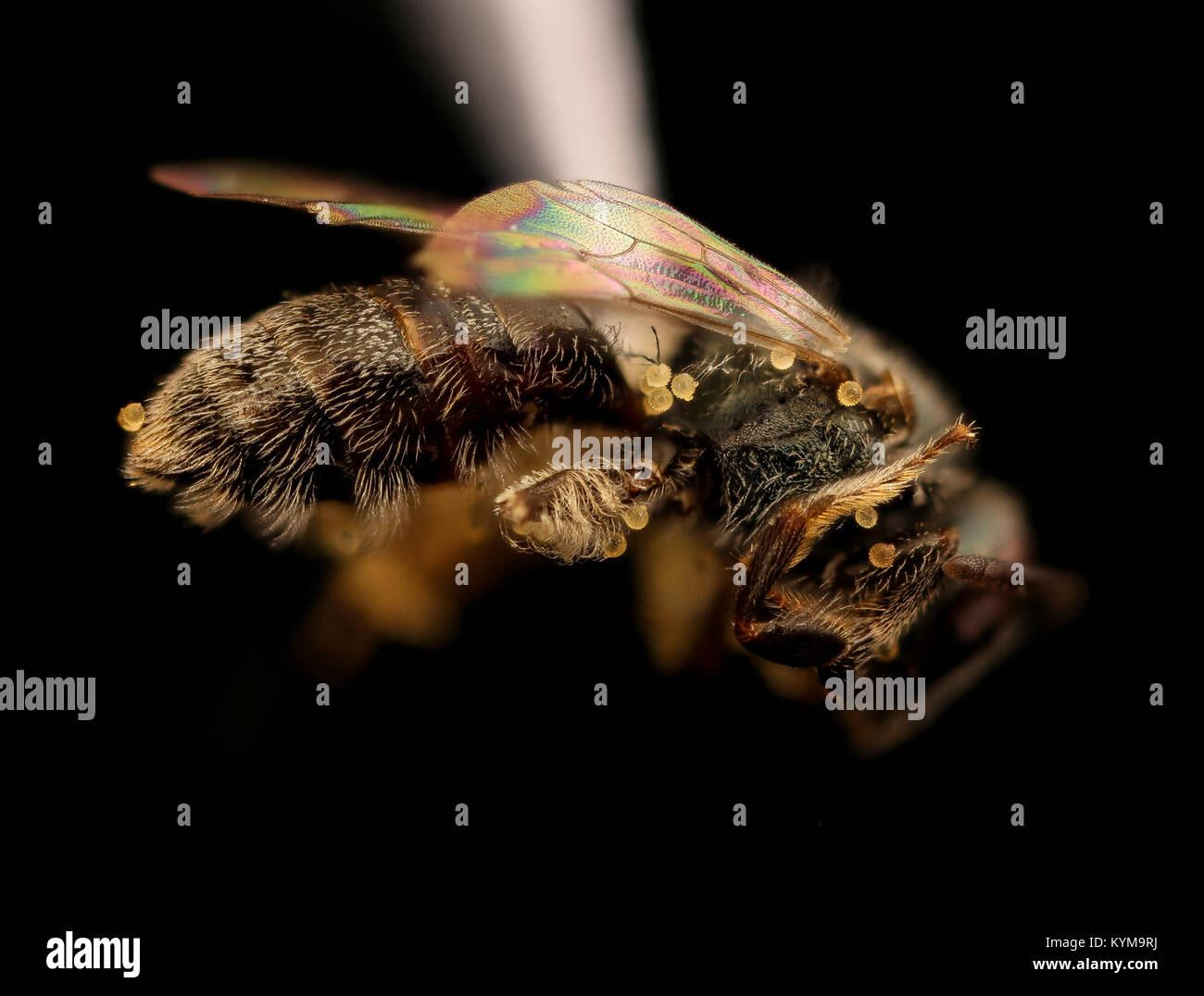 Eine Nahaufnahme der Lasioglossum hitchensi, einer Bienenart, die von der rechten Seite in Columbia, Pennsylvania, gefangen wurde und detaillierte Merkmale dieser einheimischen Art im Rahmen des USGS-Insektenüberwachungsprojekts zeigt. Stockfoto