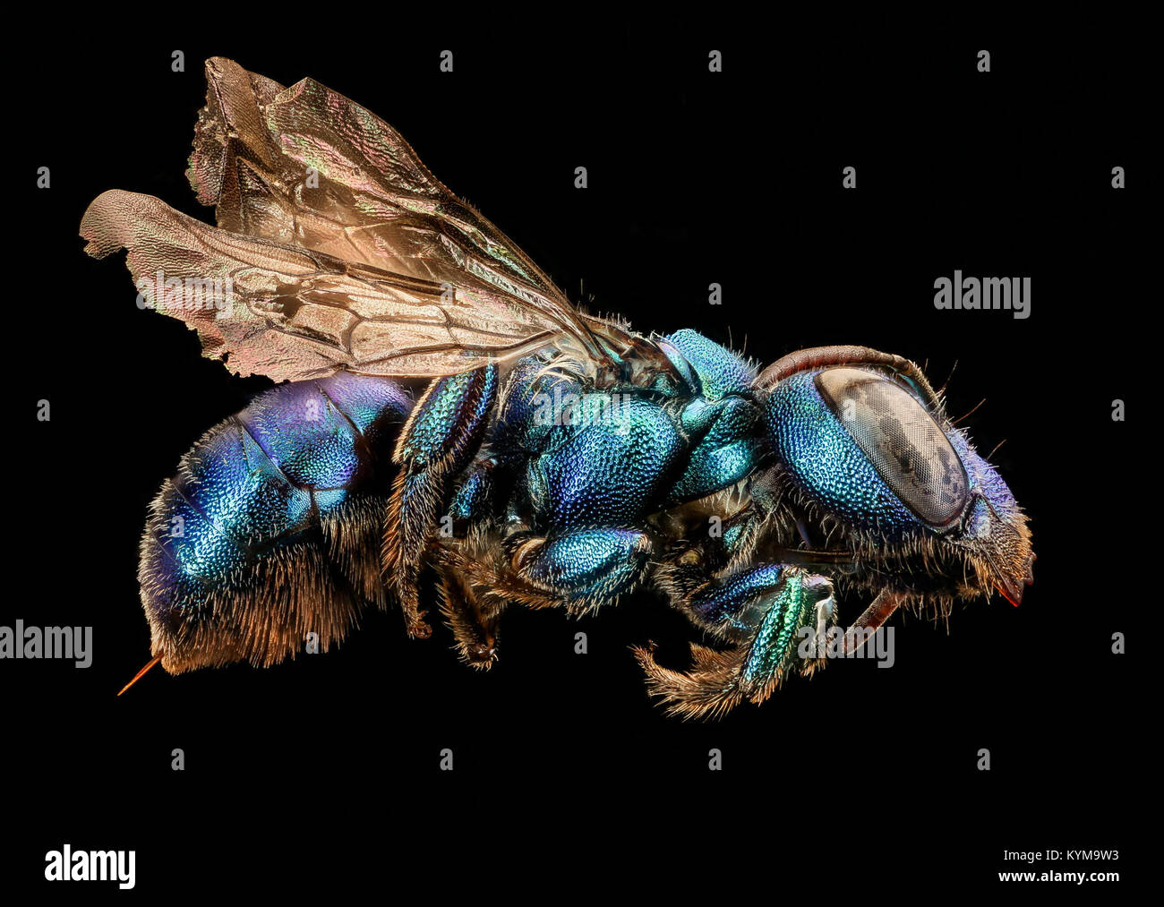 Osmia kincadii, rechts, f, Mariposa CA 2017-07 -27-1843 25374584908 o Stockfoto