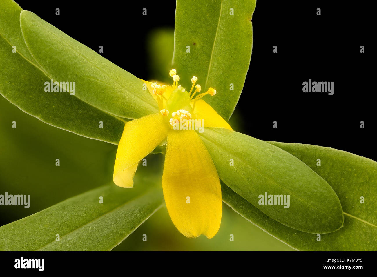 Eine Nahaufnahme von Hypericum hypericoides (St. Andrew's Cross), aufgenommen am 7. August 2017 in Howard County, Maryland, die die floralen Merkmale der Pflanze hervorhebt. Stockfoto