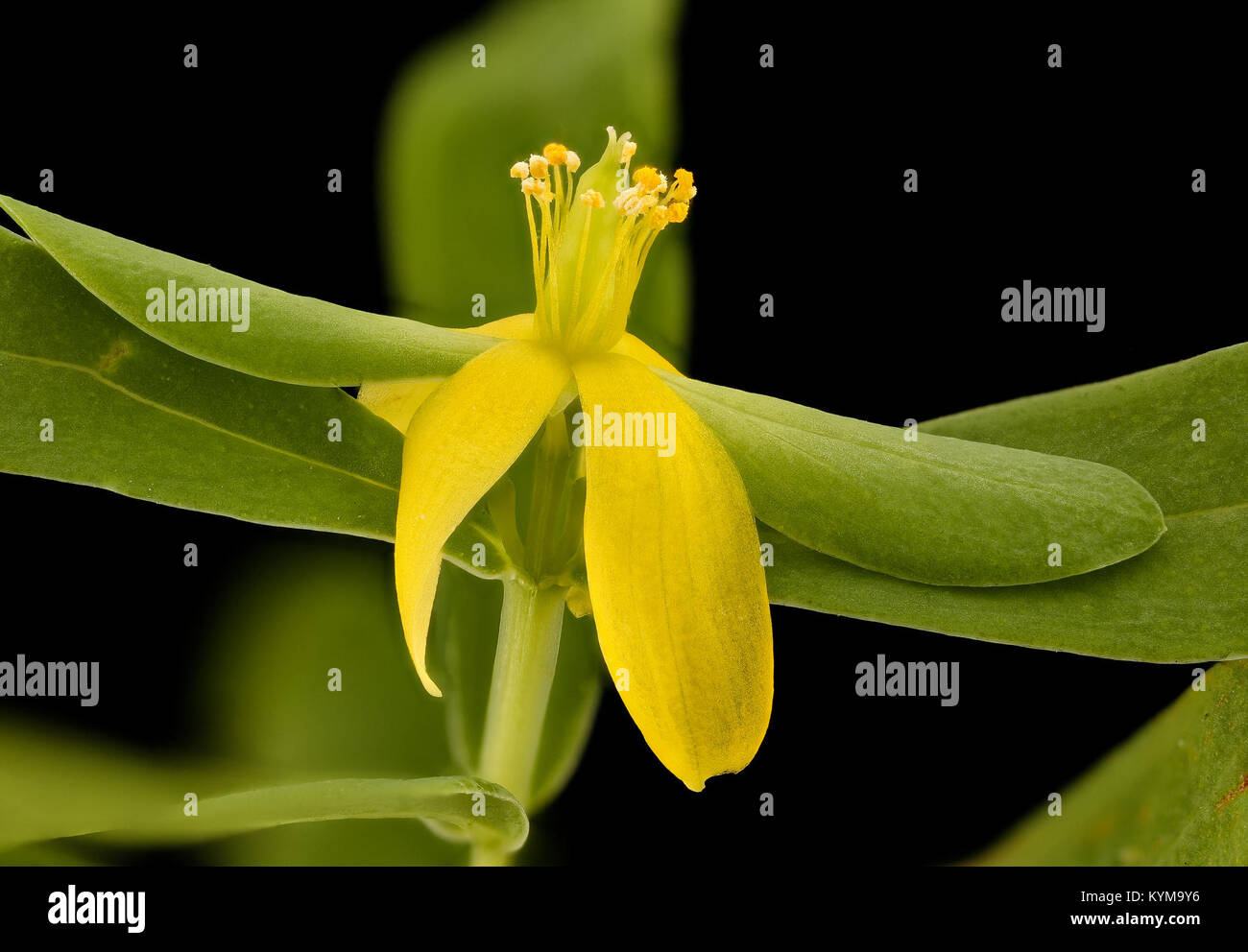 Nahaufnahme von Hypericum hypericoides (St Andrew’s Cross), aufgenommen in Howard County, Maryland, und zeigt die detaillierte Struktur der Blüten der Pflanze. Stockfoto