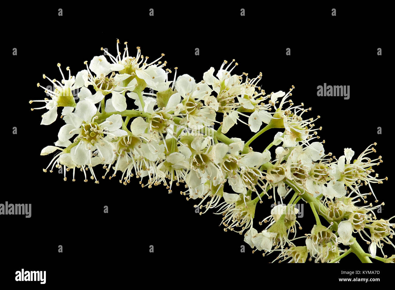 Foto von *Prunus serotina*, auch bekannt als Wild oder Black Cherry, in Blüte im Howard County, Maryland. Das Bild zeigt die zarten Blüten des Baumes und hebt seine botanischen Merkmale hervor. Stockfoto