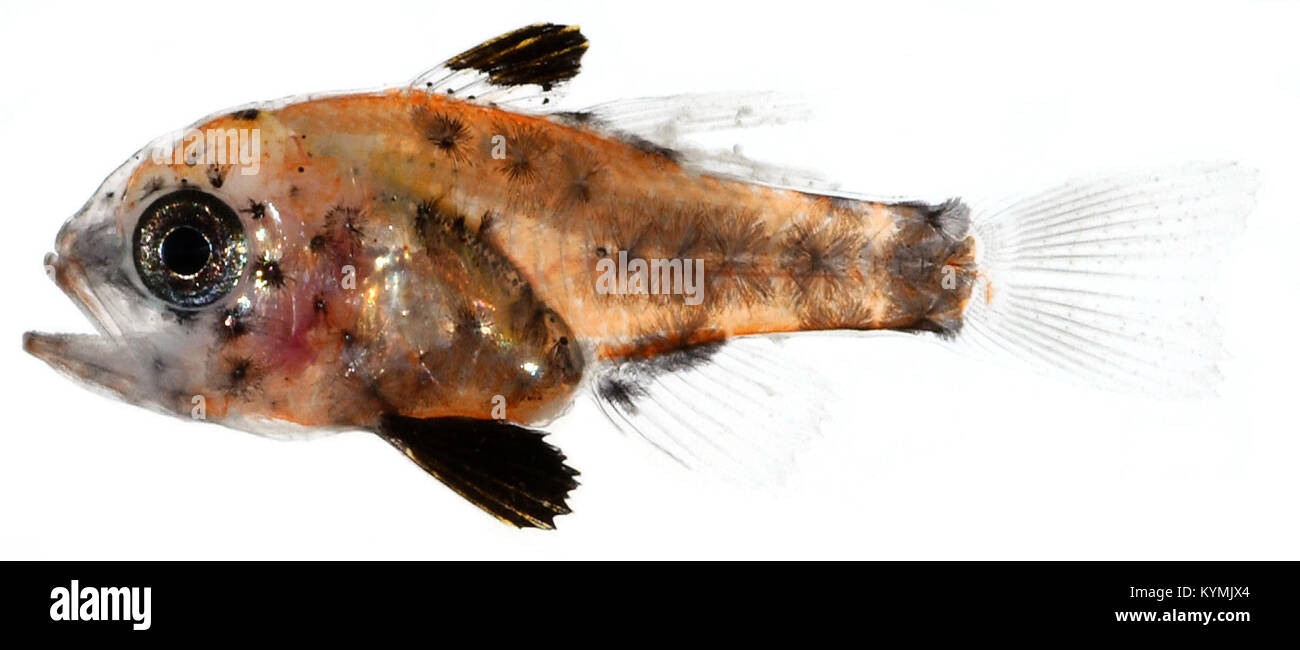 Ein erhaltenes Exemplar eines juvenilen Astrapogon-Kardinalfisches mit markanten schwarzen Flossen, orangefarbener Färbung und einem transparenten Schwanz. Das Exemplar ist Teil der Sammlung der Smithsonian Institution und bietet Einblick in die zentralamerikanische Meereslebewesen. Stockfoto