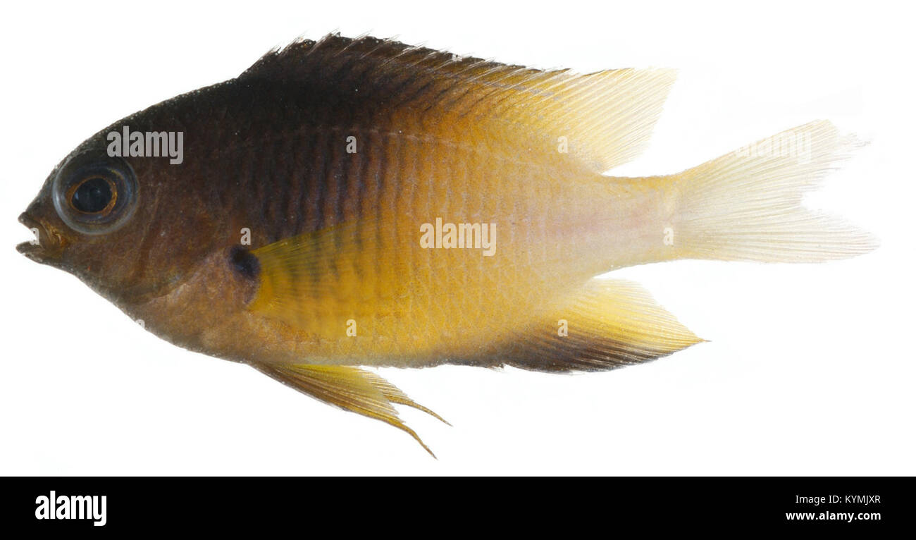Eine Fotografie des erwachsenen Bicolor Damselfish (Stegastes partitus) mit seiner charakteristischen gelben und schwarzen Färbung. Das Bild fängt die großen Augen, Flossen und Kiemen des Fisches sowie die lebendigen Farben ein, die in der Sammlung der Smithsonian Institution aufbewahrt wurden. Stockfoto