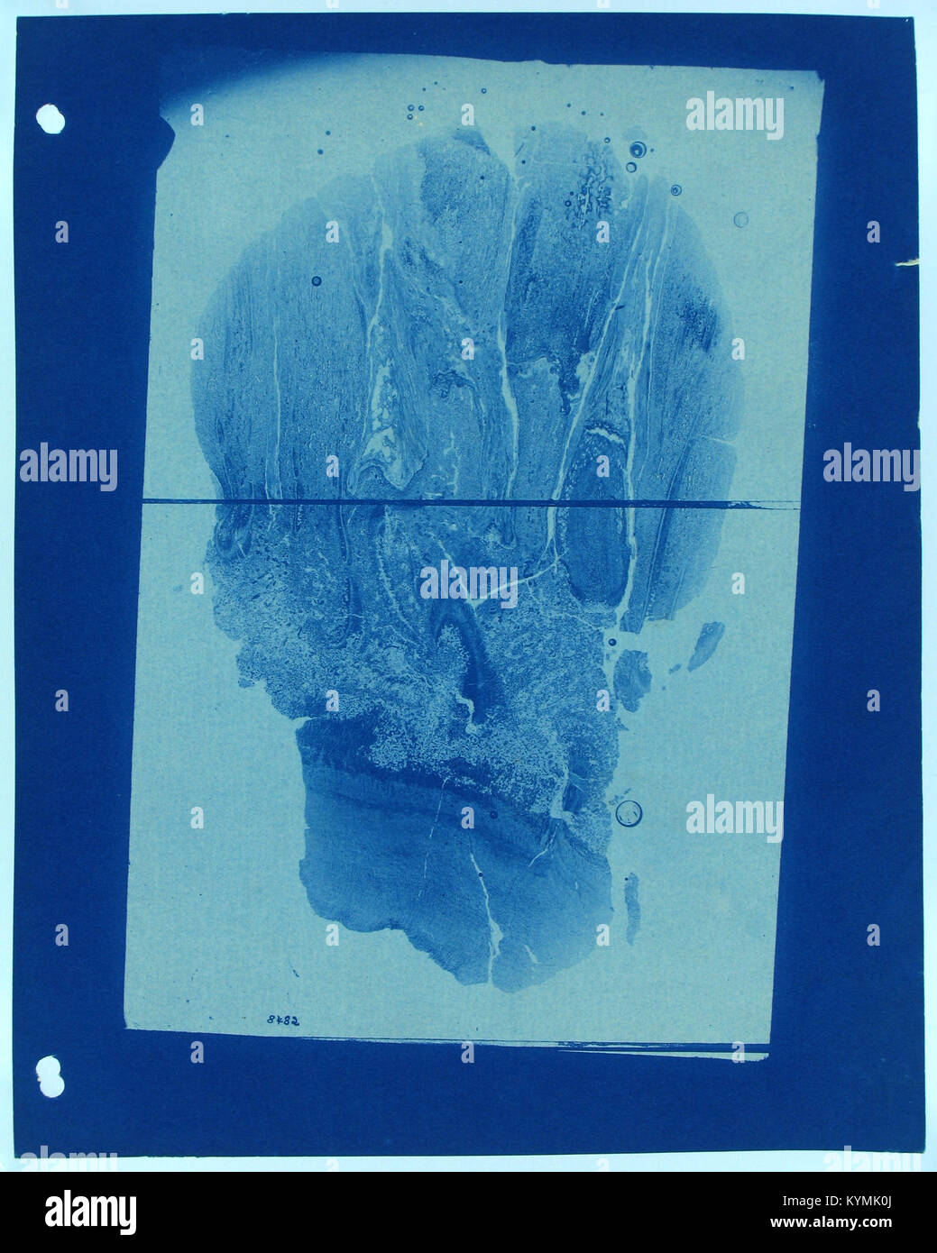 Ein unbenanntes abstraktes Kunstwerk mit Elementen wie Elefanten und Bäumen, präsentiert in Schwarz-weiß-Stil mit unterschiedlichen Blautönen. Das Kunstwerk zeigt die Verwendung von Farbe und Form in einer künstlerischen Interpretation der Natur. Stockfoto