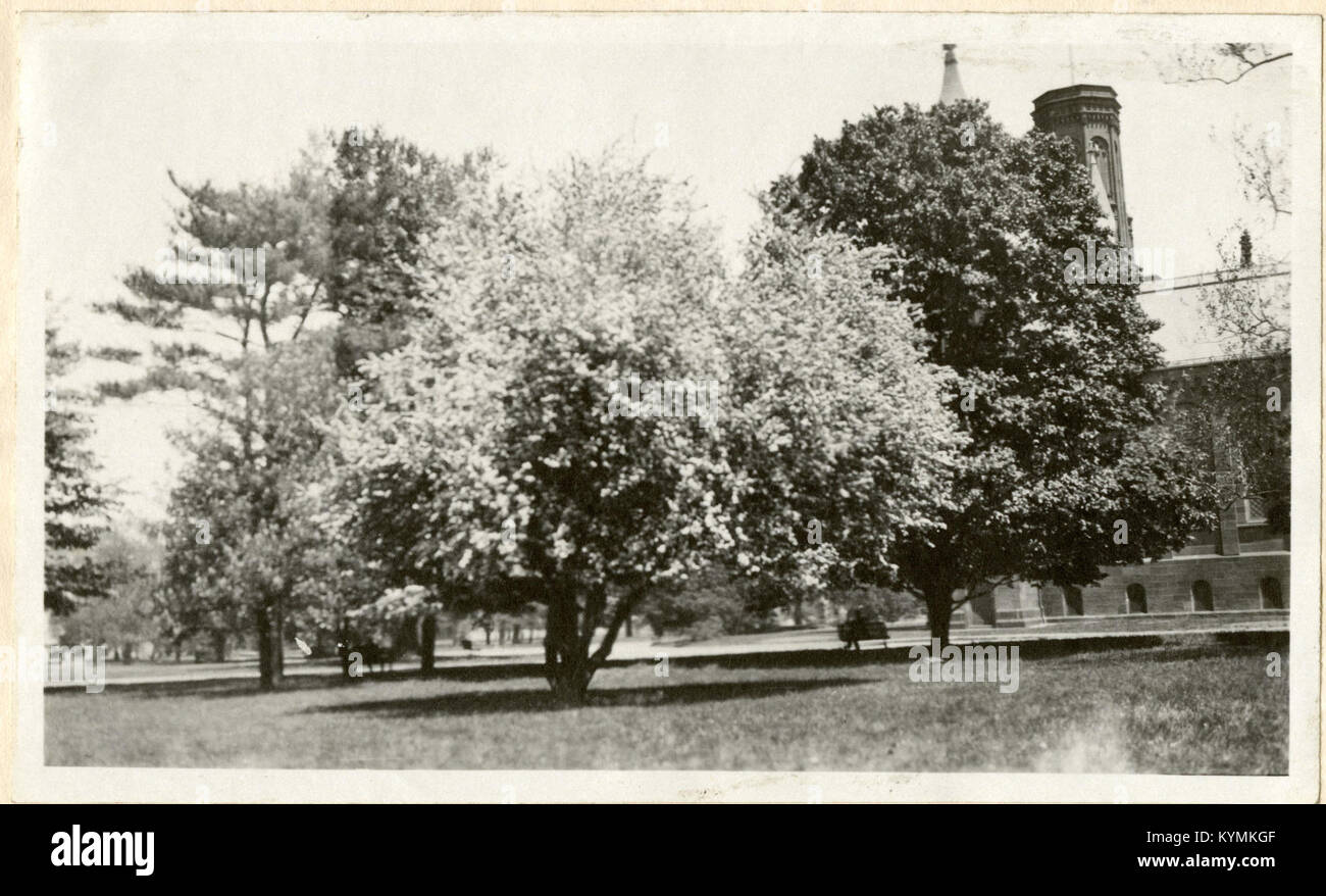 Ein Foto mit Bäumen und Blumen vor dem Smithsonian Castle in Washington, D.C., das eine malerische Mischung aus Natur und Architektur in einer historischen Umgebung zeigt. Stockfoto