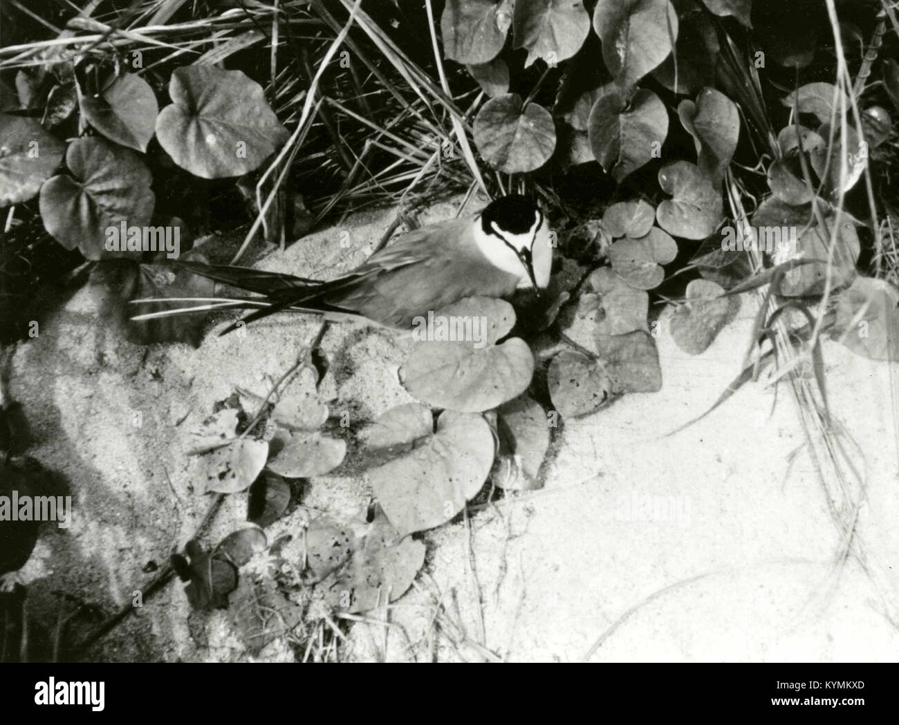 Grau-tern, Pazifischer Ozean, April 1965 5987520241 o Stockfoto
