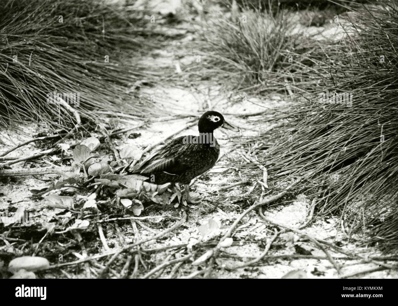 Laysan Laysan teal, Insel, Juni 14, 1966 5988083098 o Stockfoto