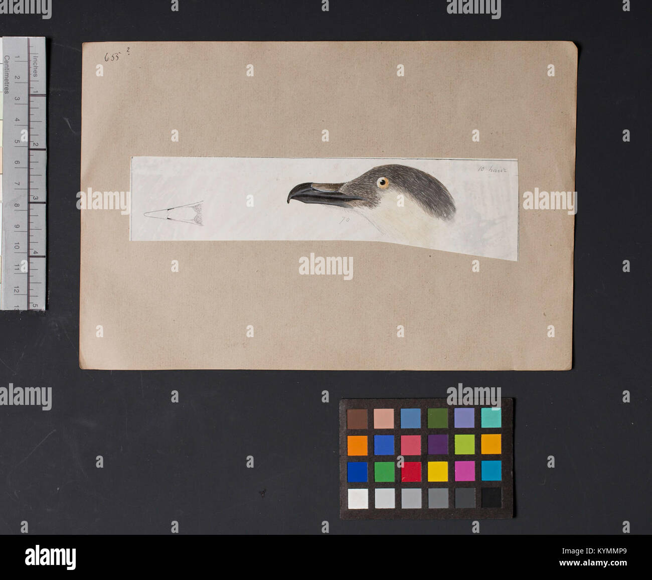 Eine detaillierte Vogelkopfillustration von Robert Ridgway, einem renommierten Ornithologen und Illustrator, zeigt die Anatomie der Vögel. Stockfoto