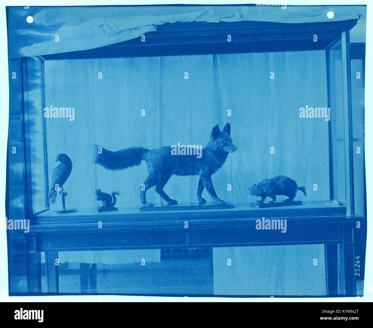 Eine Ausstellung von gefüllten Exemplaren von Sciurus vulgaris (Europäisches Rotes Eichhörnchen) und Vulpes vulpes (Rotfuchs), die in einem Museum erfasst wurden. Das Bild zeigt Präparate und Naturgeschichte, wie sie von der Smithsonian Institution erhalten wurden. Stockfoto