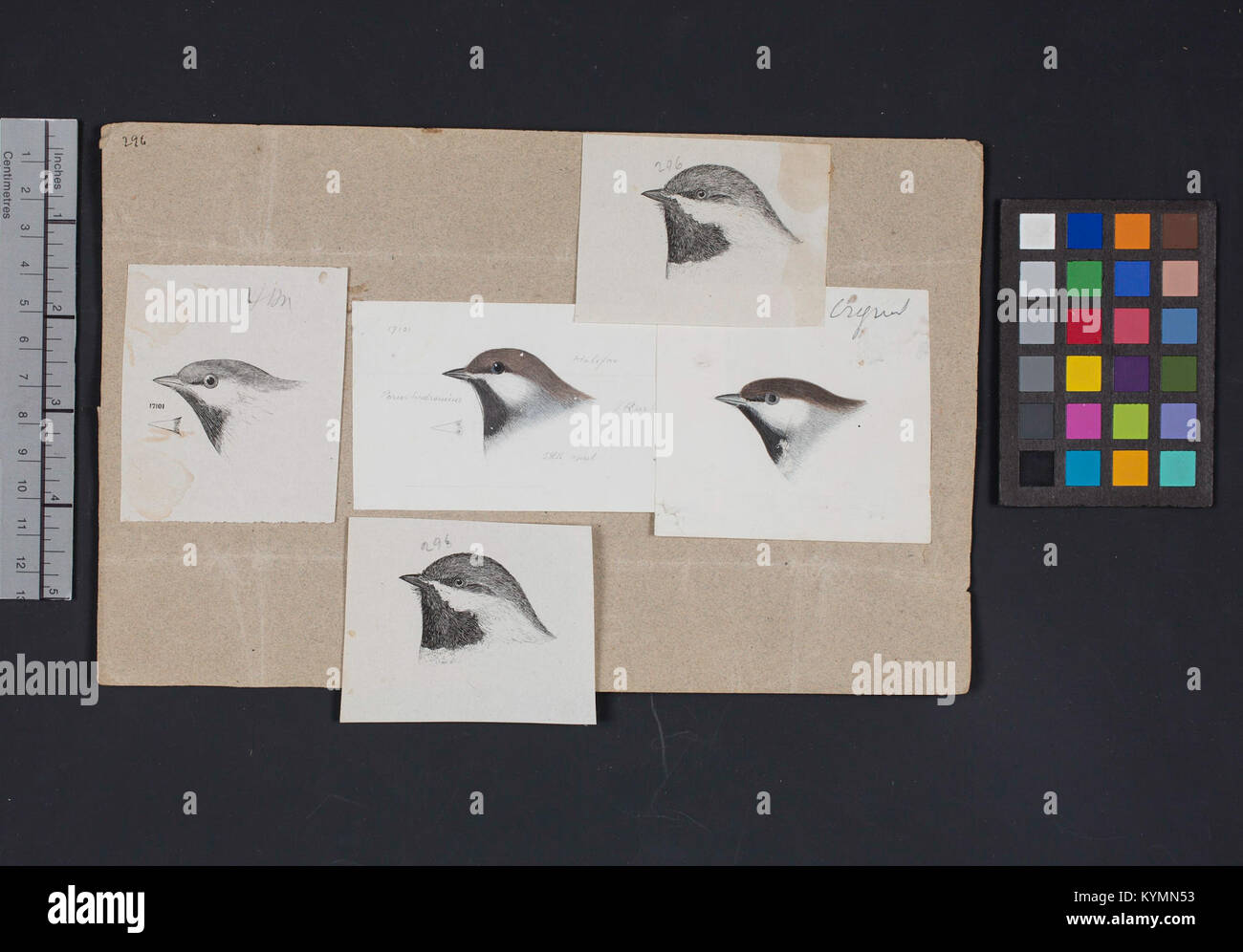 Illustration eines Vogelkopfes von Robert Ridgway, auf dem Cover des Internationalen Migrationsvogeltags, archiviert in der Smithsonian Institution. Stockfoto