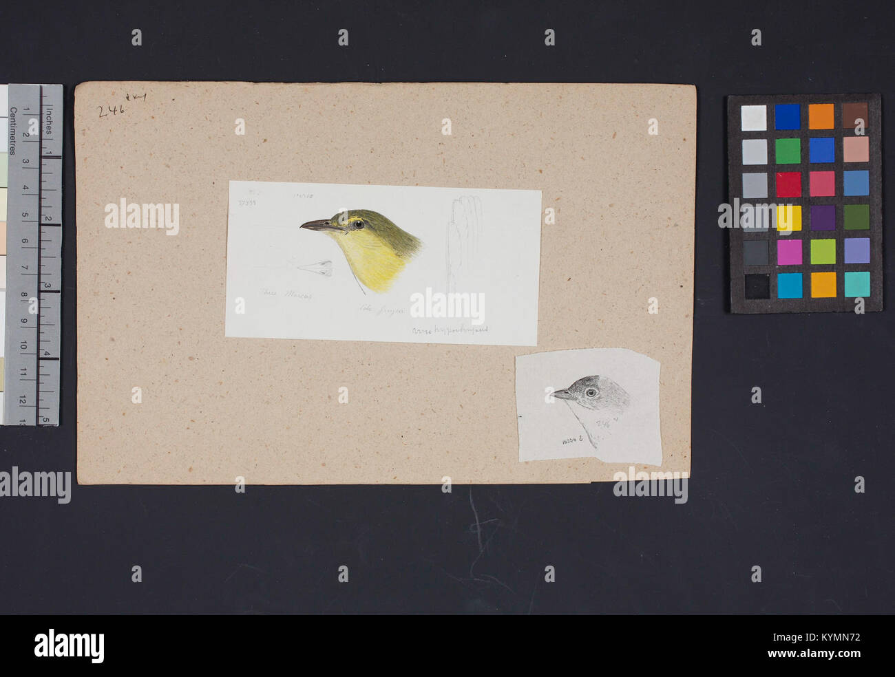Eine historische Illustration von Robert Ridgway, die den Kopf eines Vogels als Teil seiner Arbeit über die amerikanische Ornithologie darstellt. Diese Zeichnung wurde für pädagogische und wissenschaftliche Zwecke erstellt und zeigt Ridgways detaillierten Ansatz zur Vogelanatomie und -Identifizierung. Stockfoto