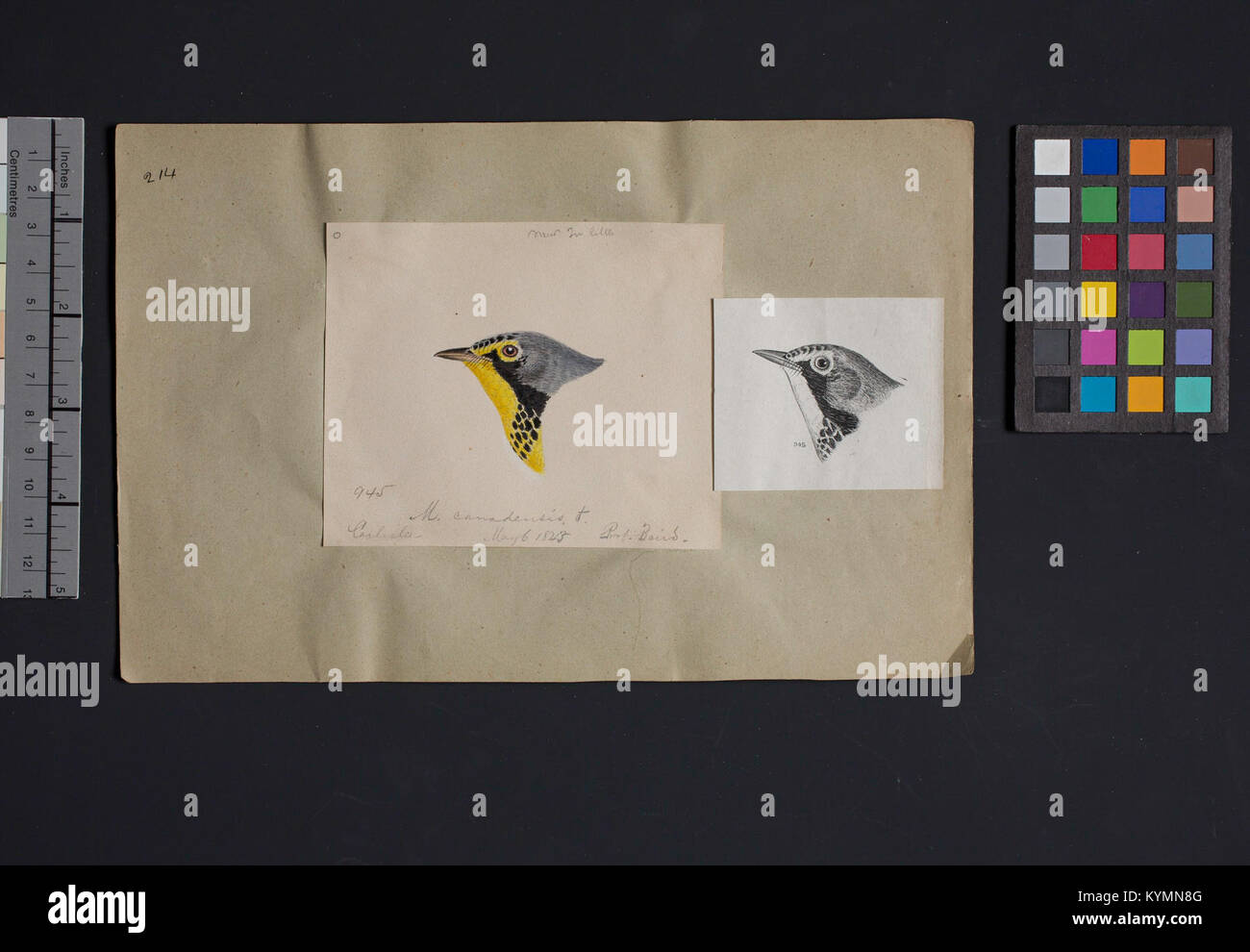 Eine historische Vogelkopfillustration von Robert Ridgway zeigt die feinen Details der Vogelanatomie für die Smithsonian Institution, die für pädagogische Zwecke in ornithologischen Studien verwendet wird. Stockfoto