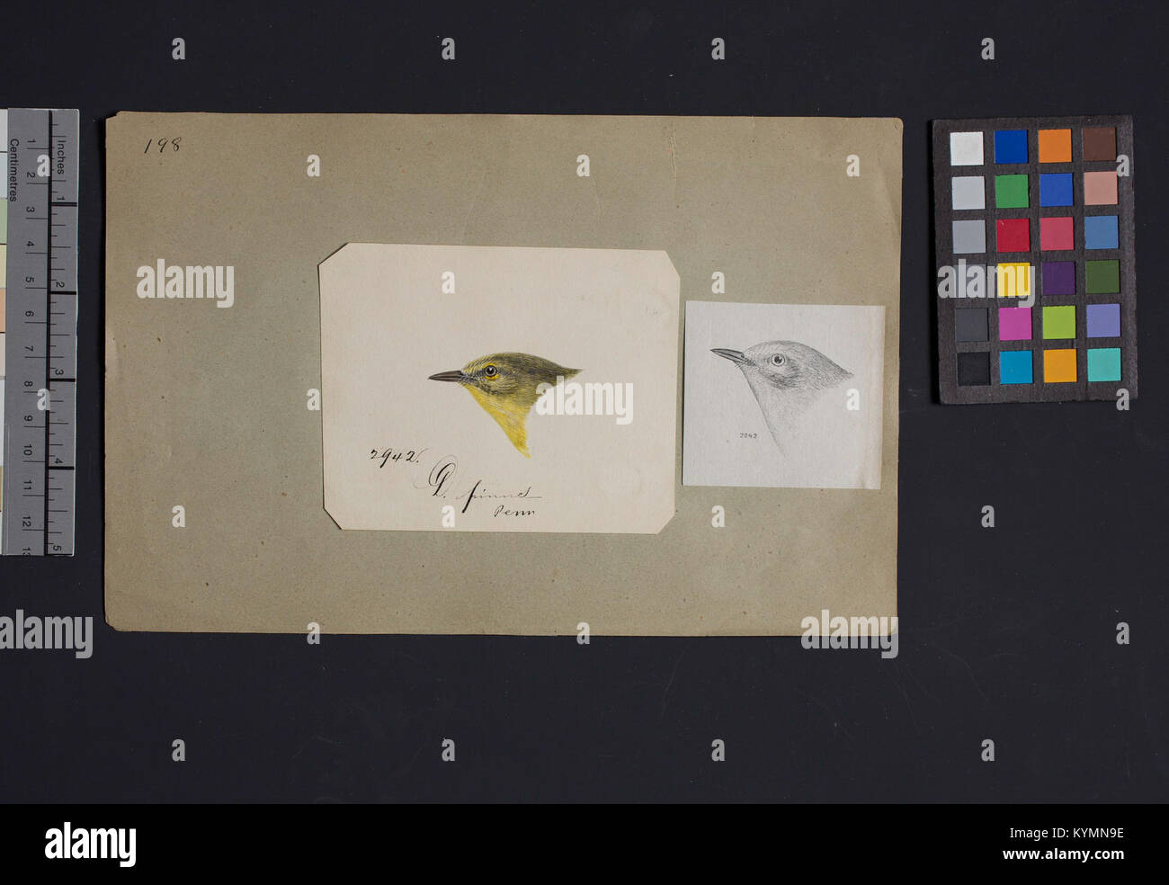 Illustration eines Vogelkopfes von Robert Ridgway, der in der Berichterstattung über den Internationalen Migrationsvogeltag vorgestellt wurde, archiviert in der Smithsonian Institution. Stockfoto