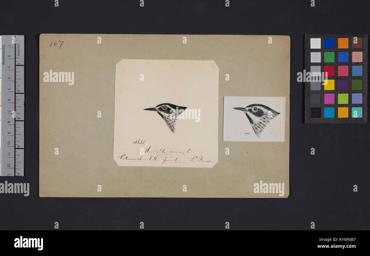 Eine Illustration eines Vogelkopfes von Robert Ridgway, die die detaillierte Anatomie einer Vogelart zeigt, Teil seiner ornithologischen Arbeit. Stockfoto