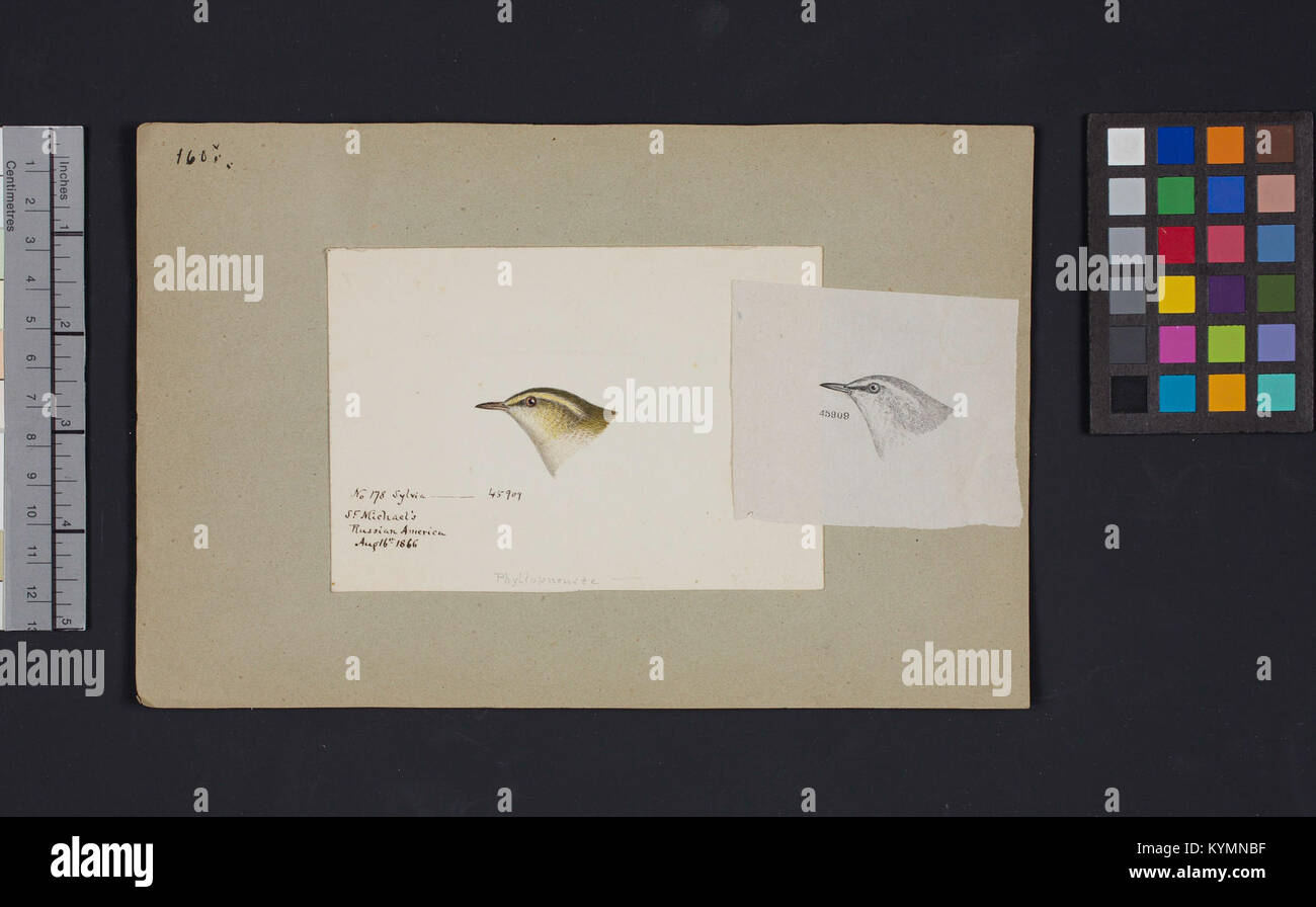 Abbildung eines Vogelkopfes von Robert Ridgway, auf einem Cover für den Internationalen Migrationsvogeltag, archiviert in der Smithsonian Institution. Stockfoto