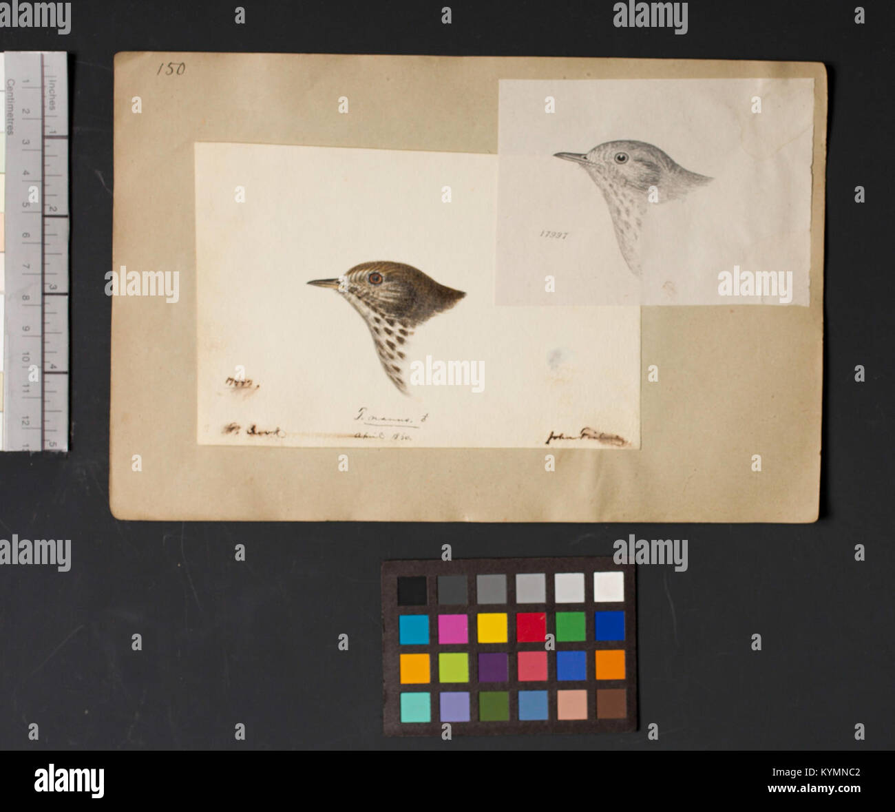 Eine historische Illustration einer Vogelkopfzeichnung von Robert Ridgway, die in einer Ausgabe zum Internationalen Migrationsvogeltag, Teil des Archives der Smithsonian Institution, gezeigt wurde. Stockfoto