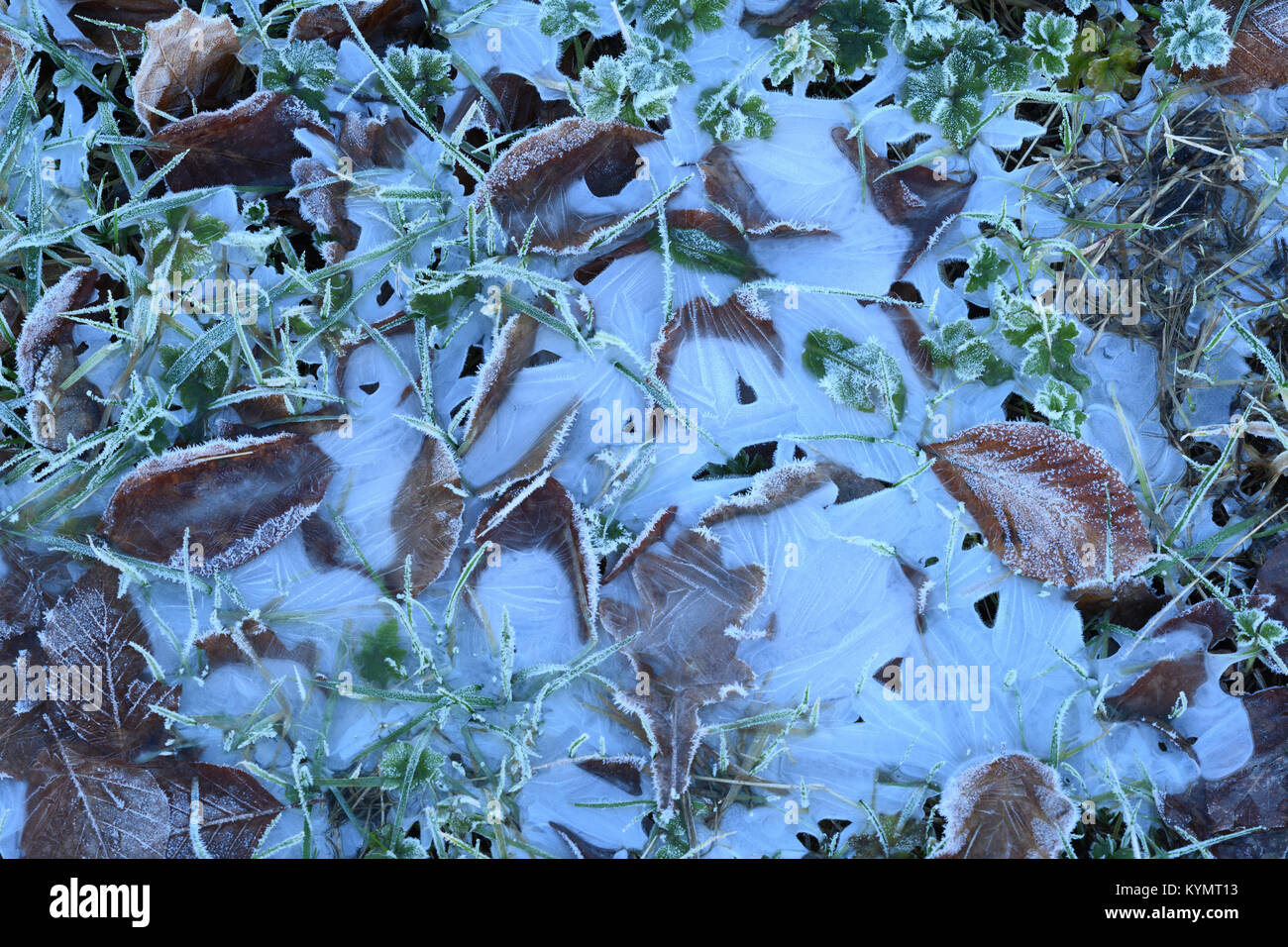 Nahaufnahme von gefrorenem Boden in einem Feld im Winter. Stockfoto