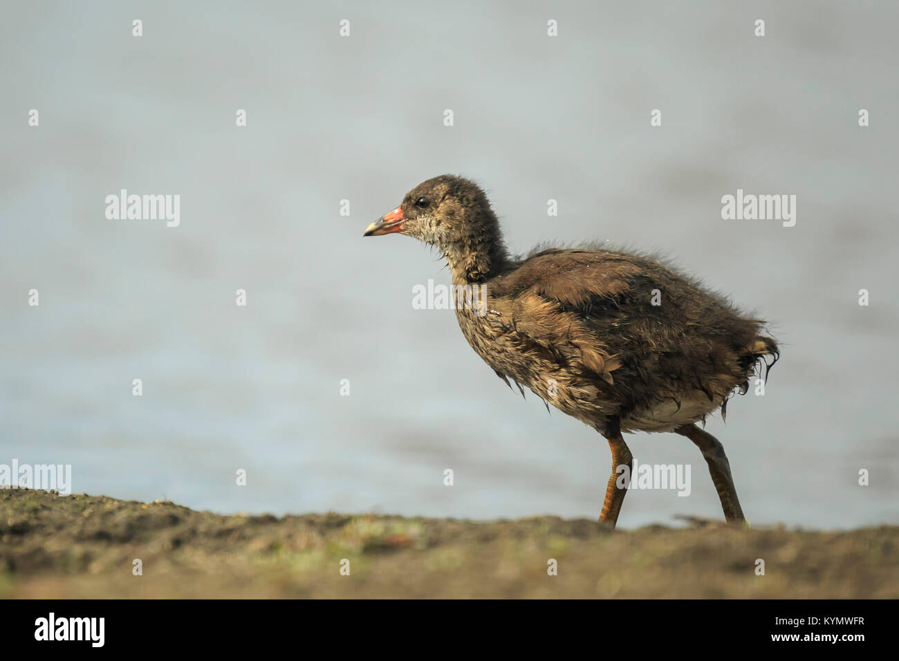 Nahaufnahme einer Jungen gemeinsamen Sumpfhuhn, Gallinula chloropus, Nahrungssuche auf eine Bank neben einem Teich. Wasser auf dem Hintergrund, selektiven Fokus verwendet. Stockfoto