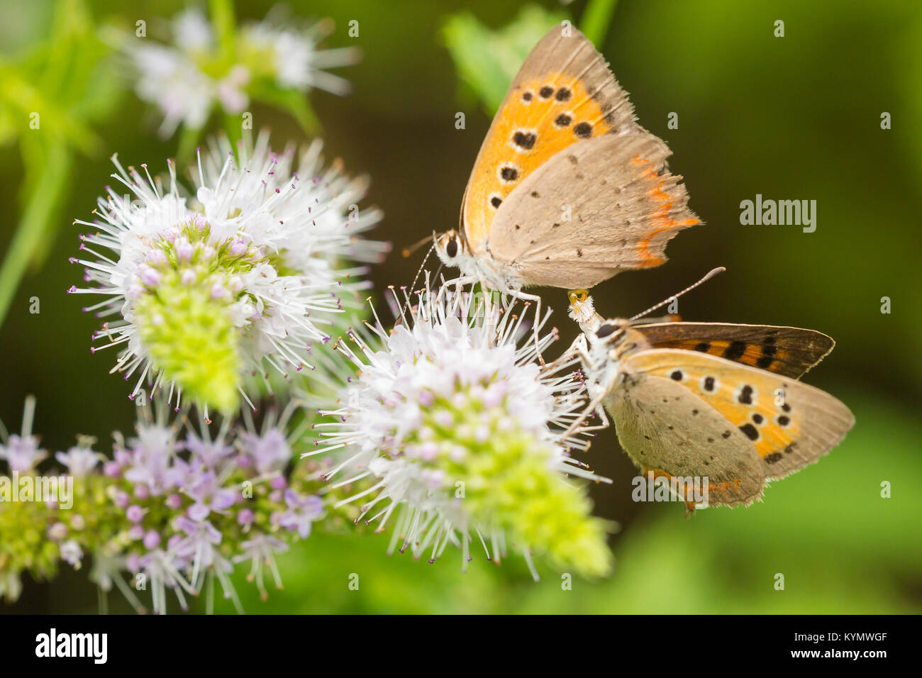 Kleine Kupfer- oder gemeinsamen Kupfer Lycaena phlaeas, Schmetterling, Paarung, die Bestäubung und Fütterung Nektar auf weißen Blüten während der Sommersaison. Stockfoto