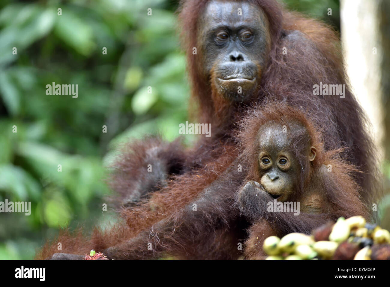 Mutter Orang-utan und Cub in einen natürlichen Lebensraum. Bornesischen Orang-utan (Pongo pygmaeus wurmbii) in der wilden Natur. Regenwald der Insel Borneo. Indonesien. Stockfoto