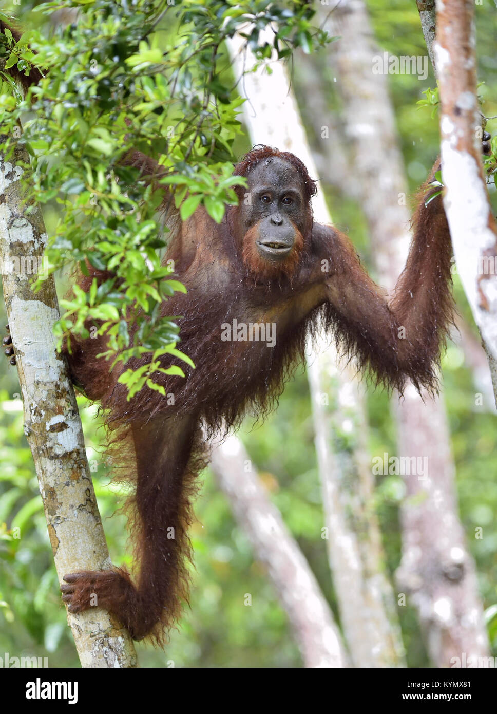 Bornesischen Orang-utan im Baum in der wilden Natur. Zentrale bornesischen Orang-utan (Pongo pygmaeus wurmbii). Natürlicher Lebensraum. Tropischer Regenwald von Borneo. Stockfoto