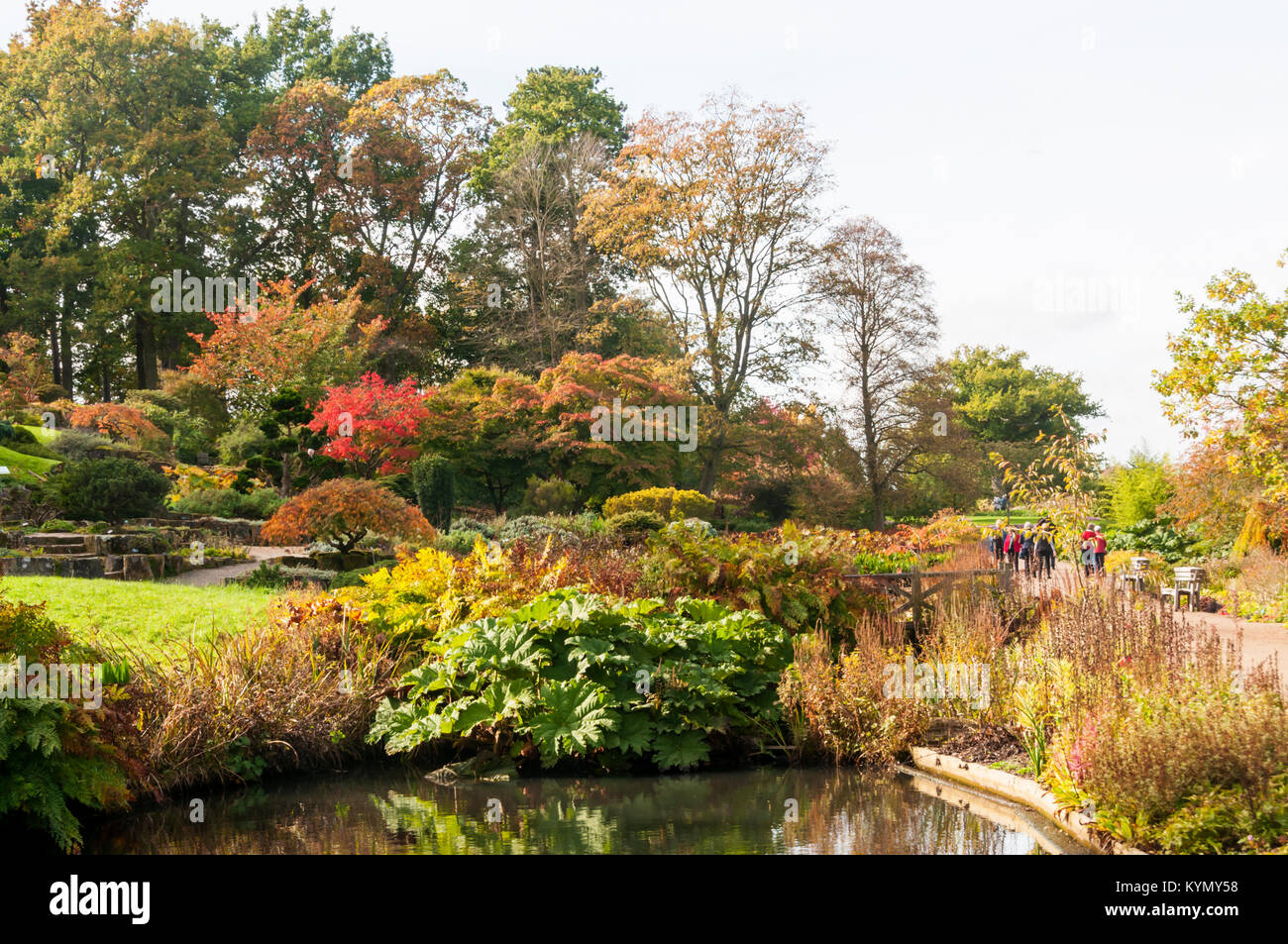 Herbst Farbe an der Königlichen Gartenbaugesellschaft Gärten im RHS Wisley in Surrey Stockfoto