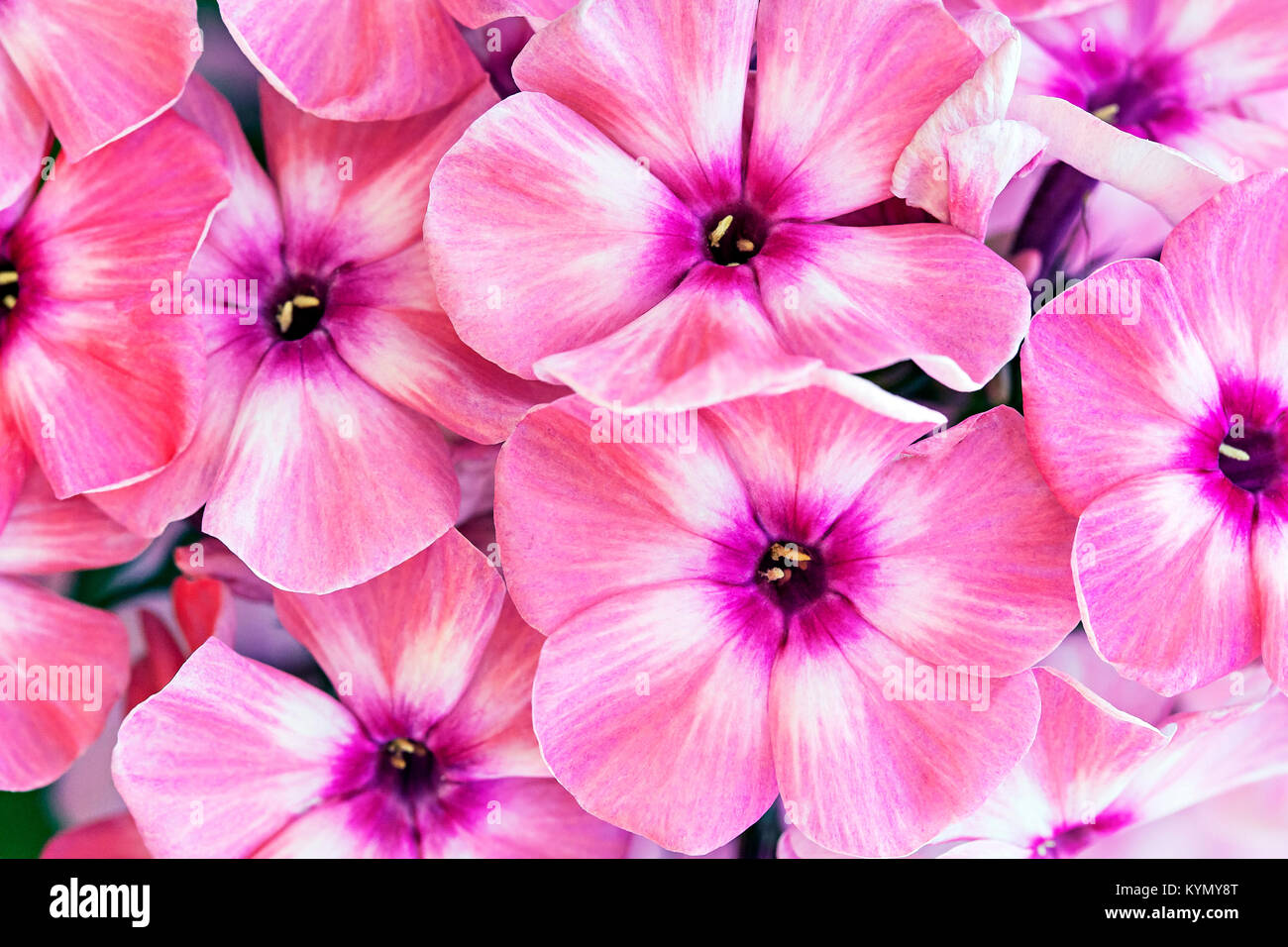 Rosa Blumen Hintergrund Stockfoto