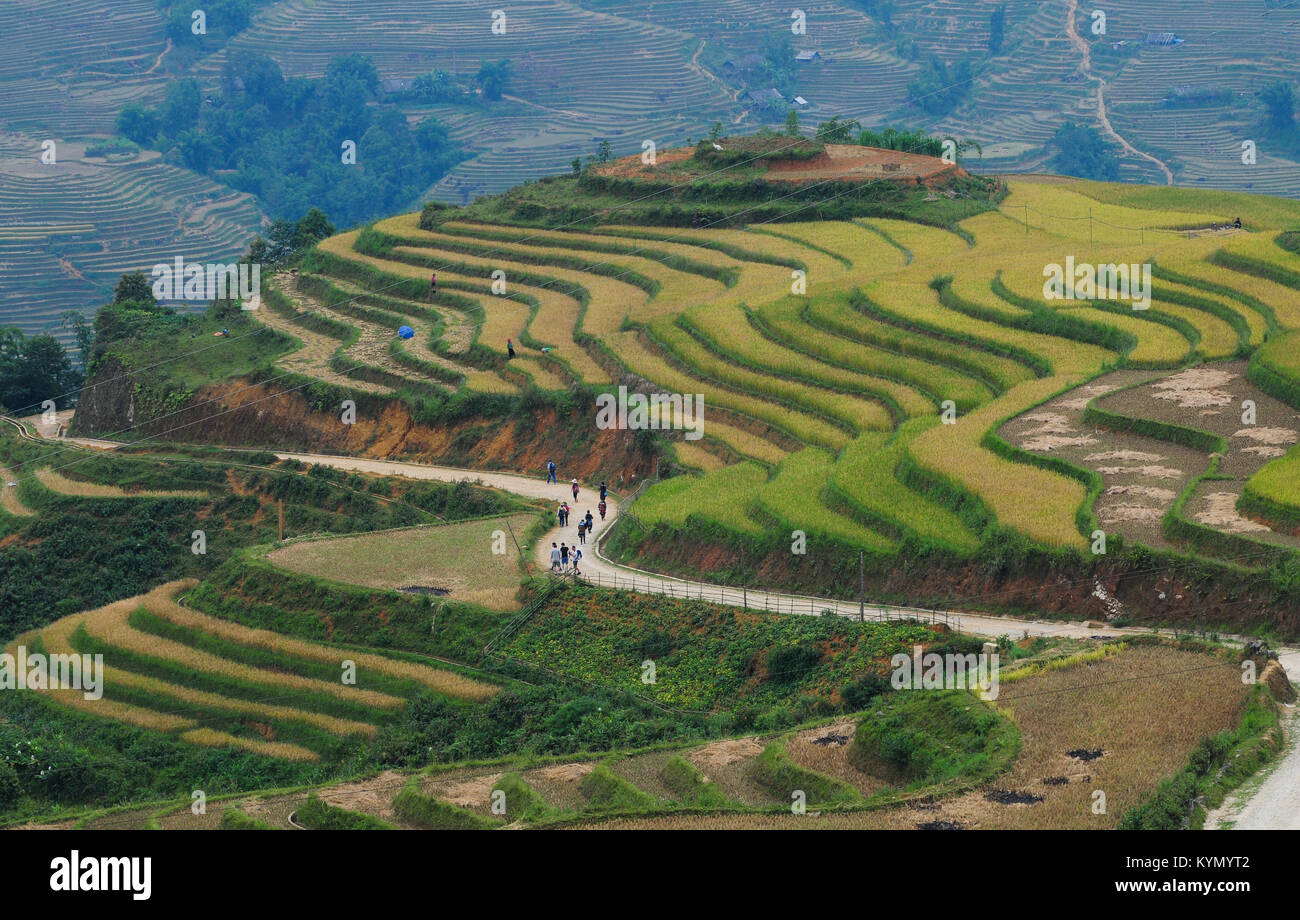 Terraced Rice Feld in Sapa, Vietnam. Terraced Rice Fields kann nur mit einem Crop pro Jahr angebaut werden, normalerweise von Juni bis Oktober. Stockfoto