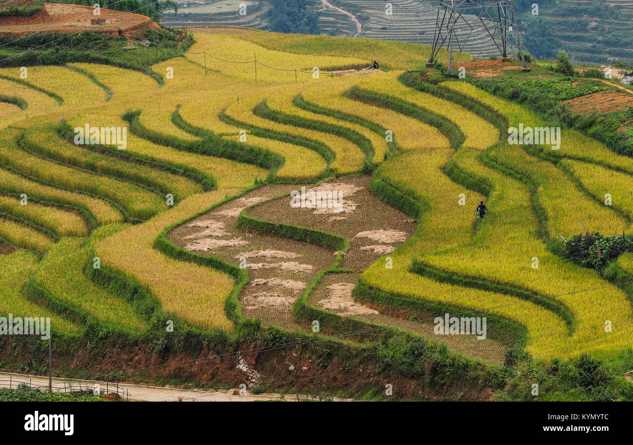 Terraced Rice Feld in Sapa Stadt, Vietnam. Terraced Rice Fields kann nur mit einem Crop pro Jahr angebaut werden, normalerweise von Juni bis Oktober. Stockfoto