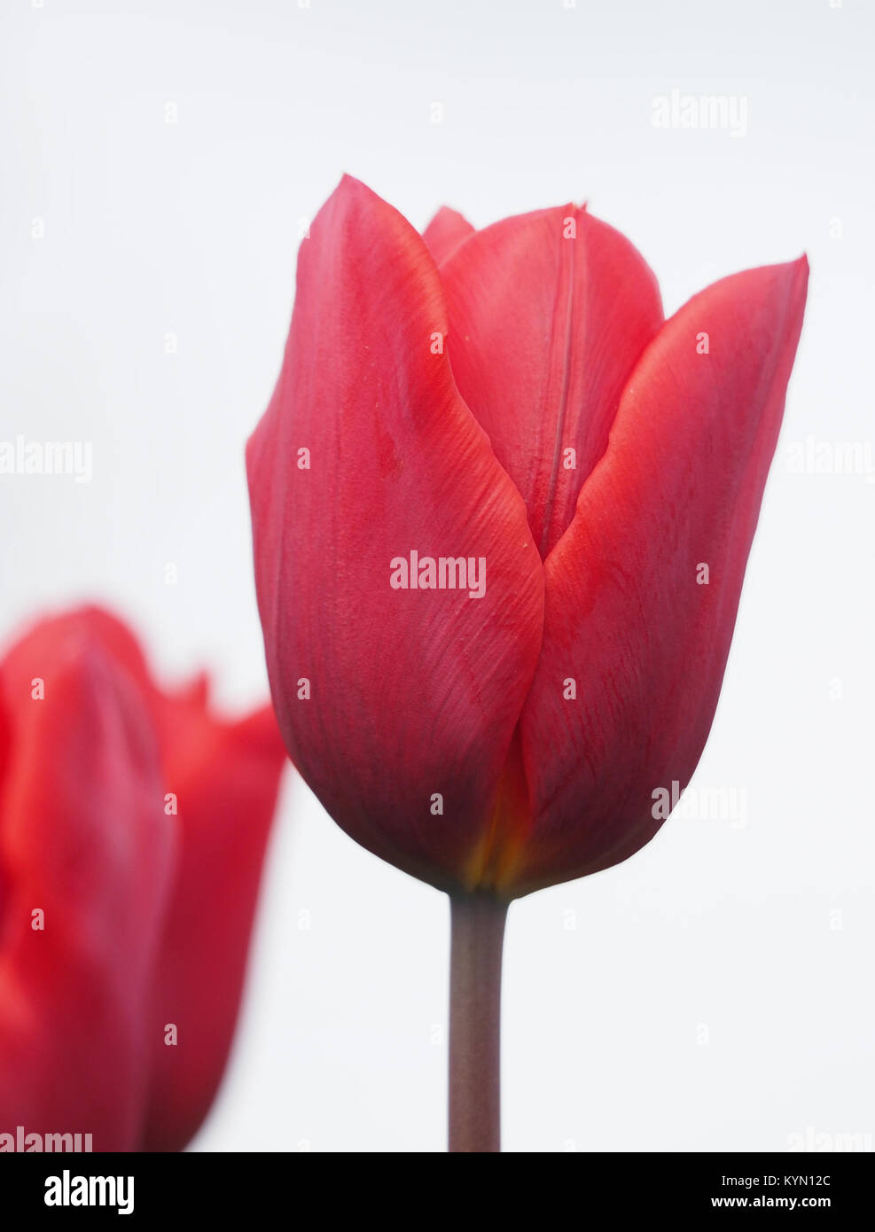 Rote Tulpen Stockfoto