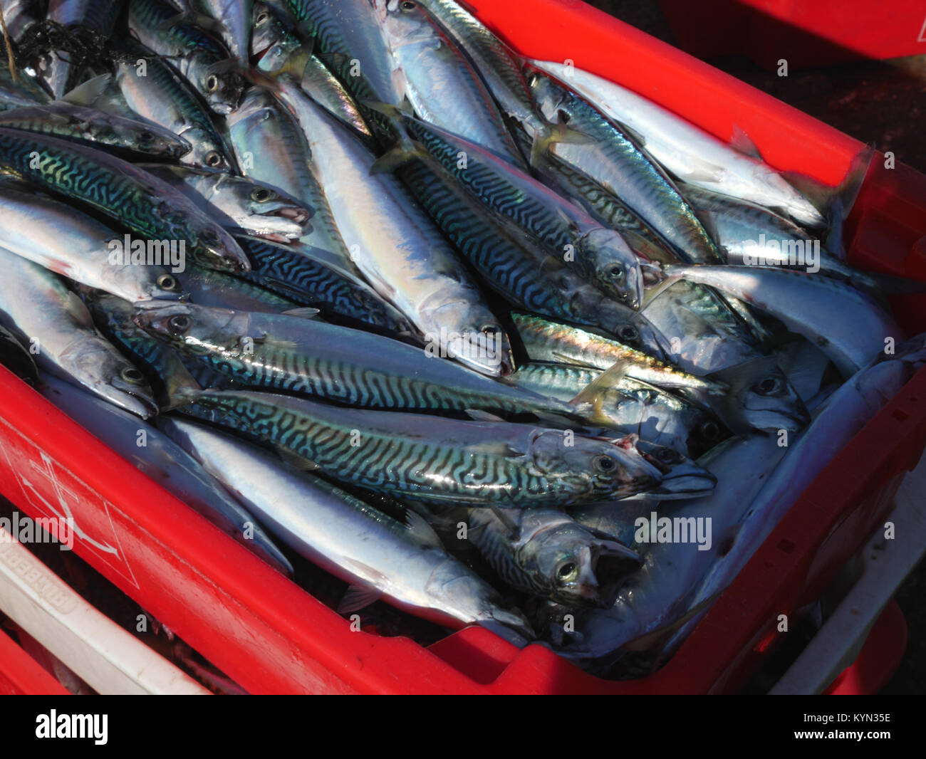 Linie gefangen Makrele in St Ives, Cornwall gelandet. Stockfoto